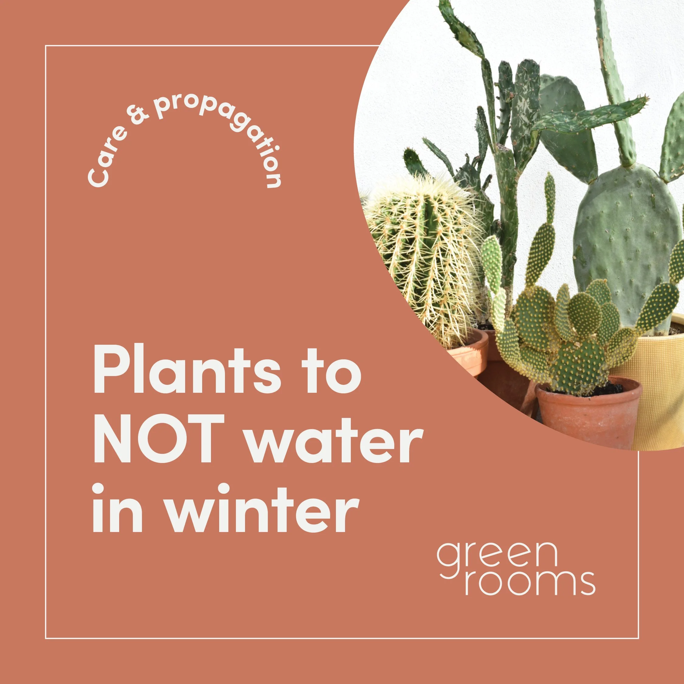 Plants to NOT water in winter