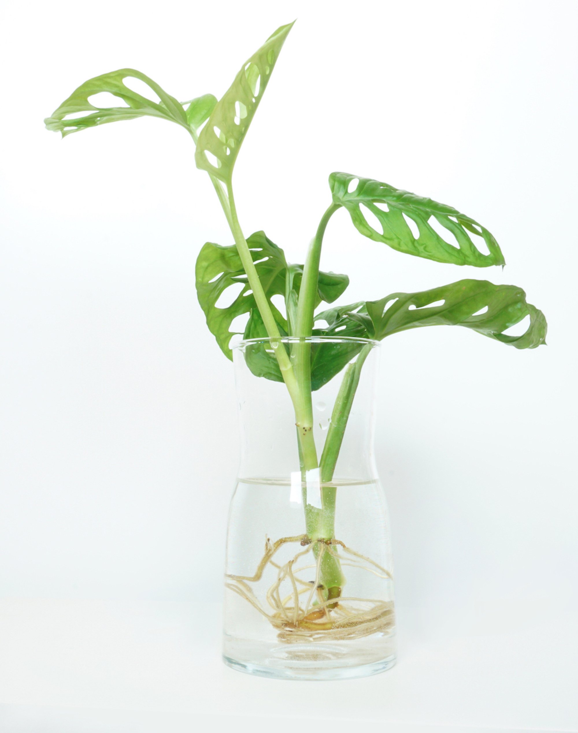 to care for Monstera adansonii (Money Mask plant) — Green Rooms Market