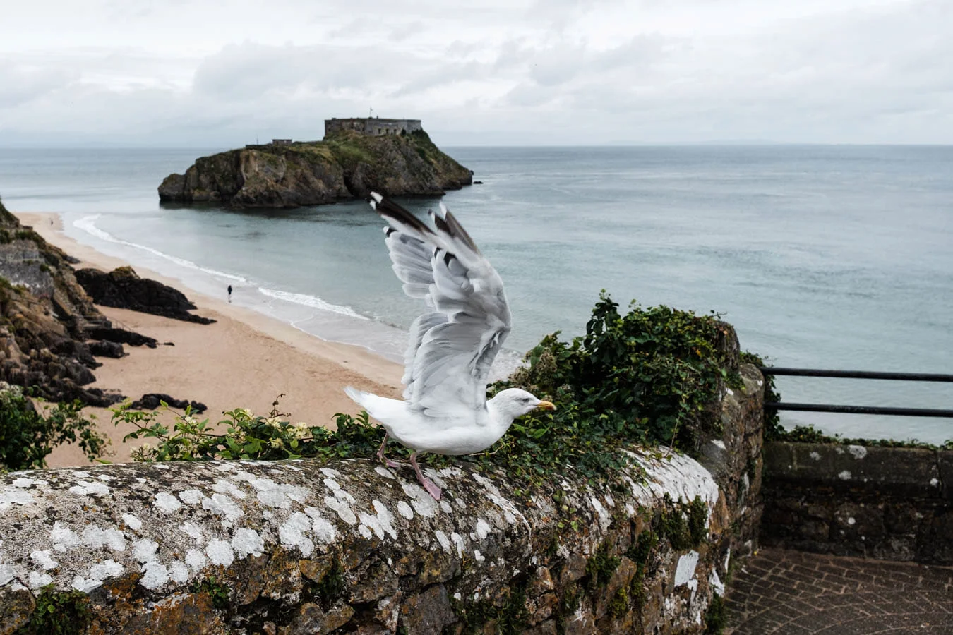 wales-seagull.jpg