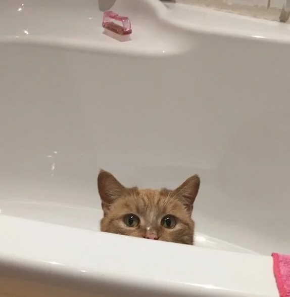 Write A  Poem - About Your Pet