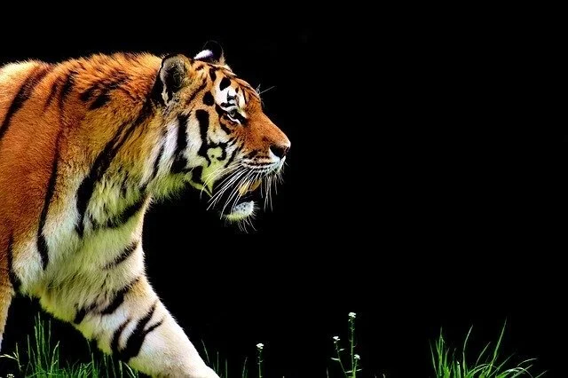 Think of Your Favourite Animals...