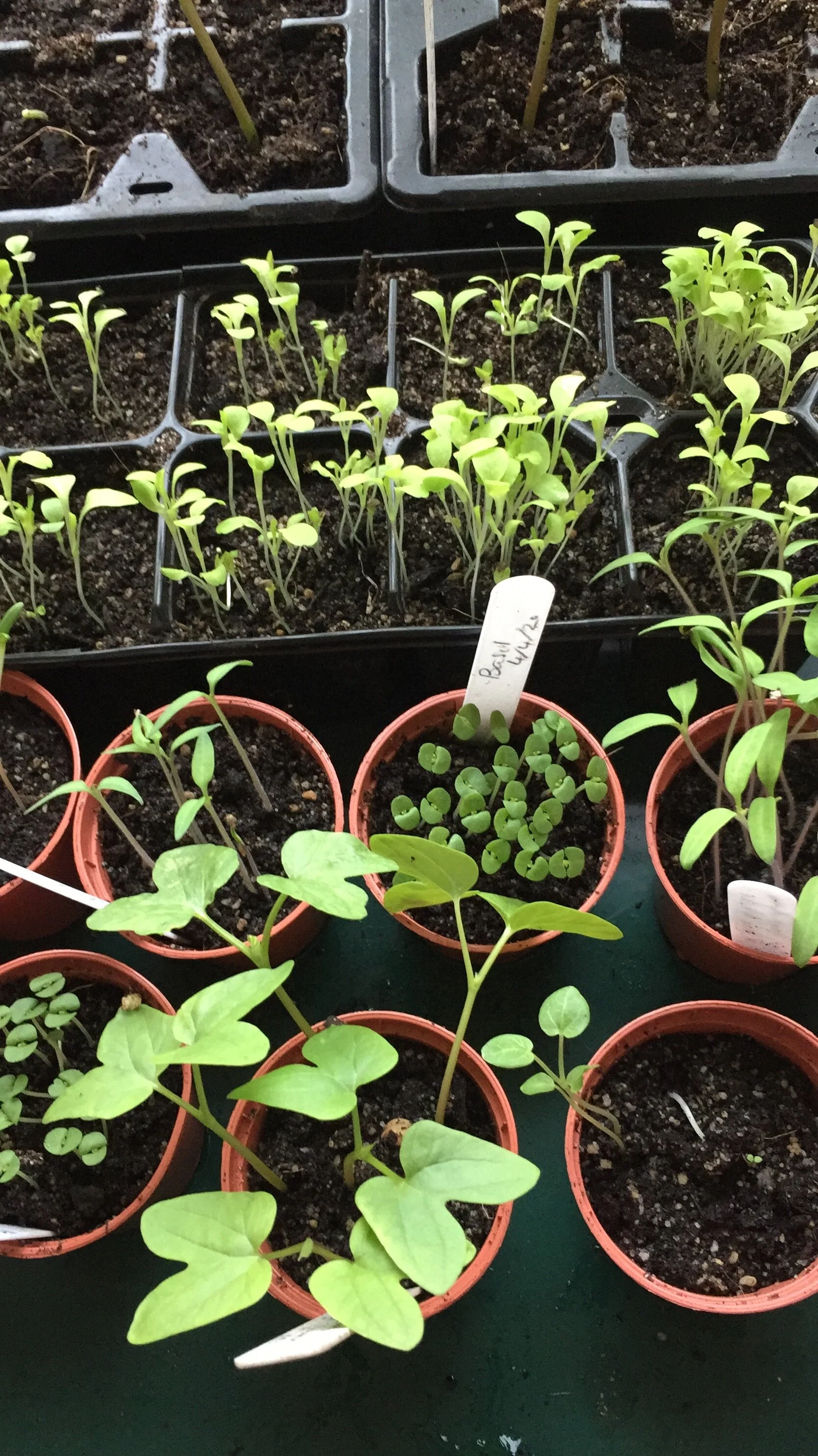 Three Spring Poems to Inspire you