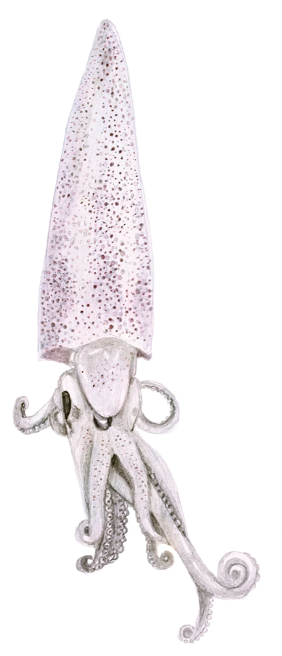 RW_squid.jpg