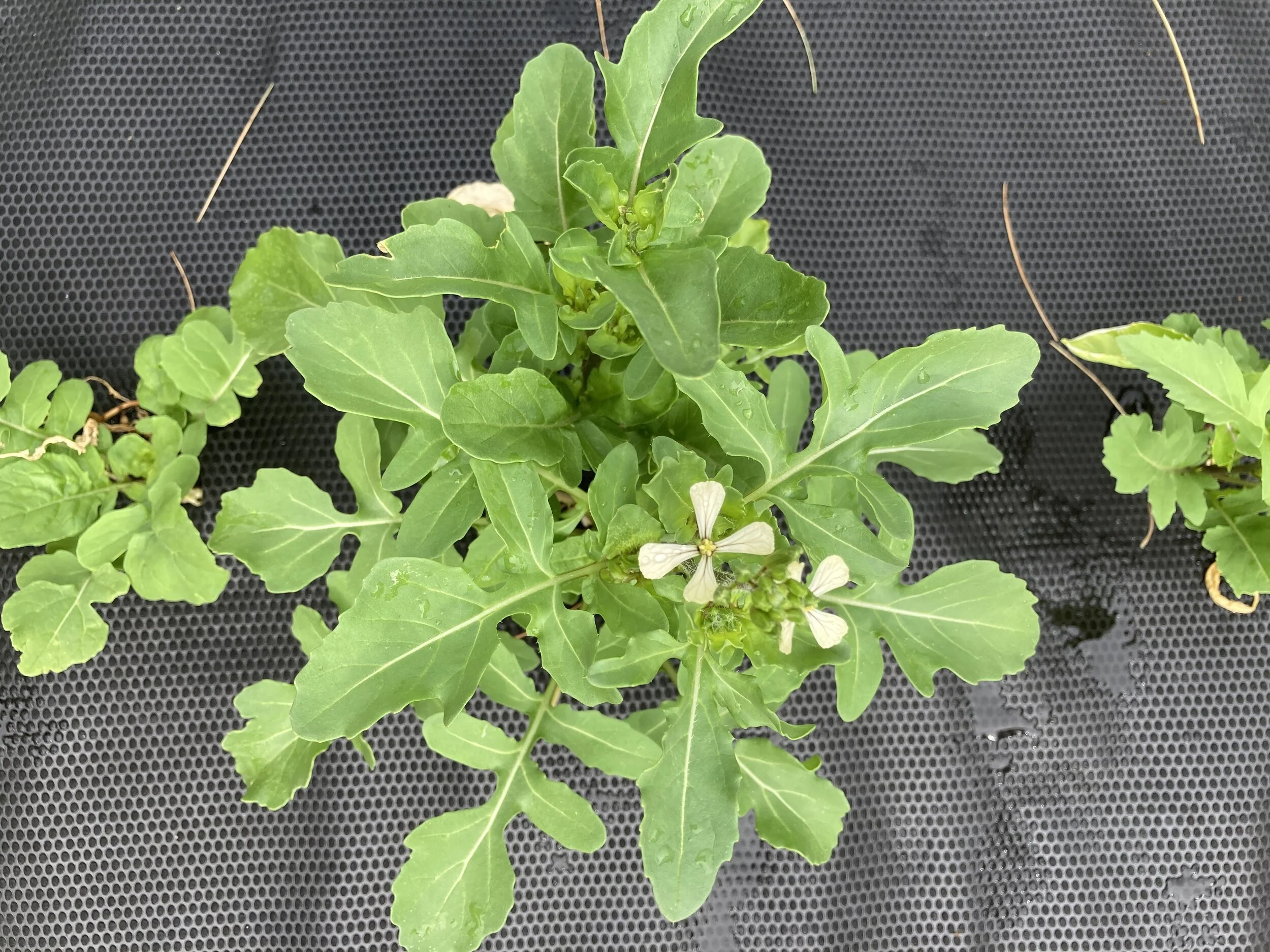 Kitchen Notes and Recipes a food cooking blog Ronna Welsh, Purple