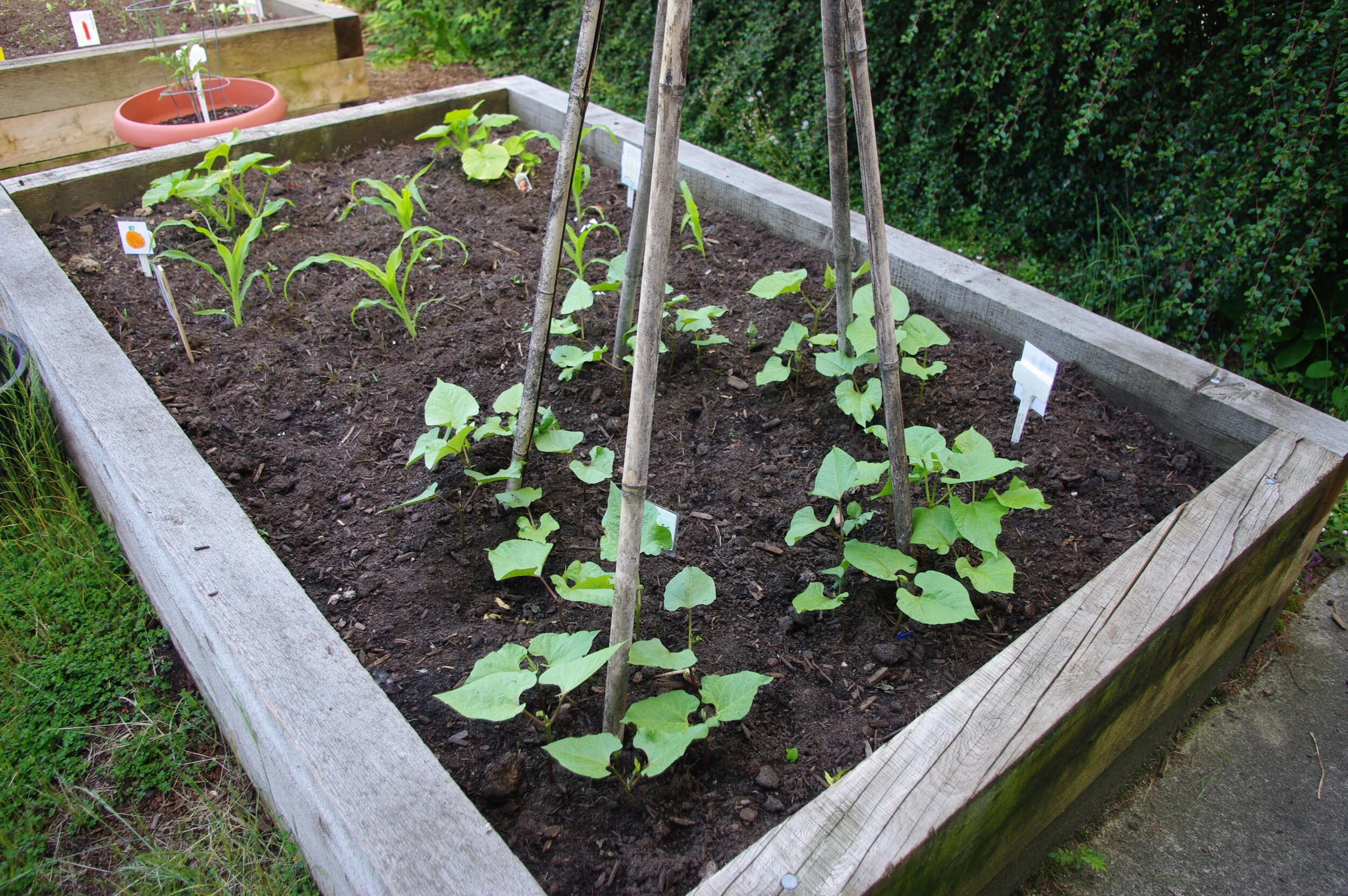 gardening 3 sisters.JPG