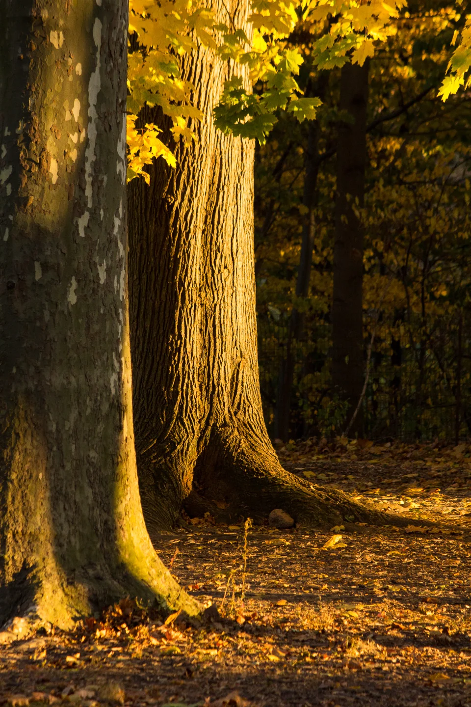 autumn_02_s.jpg
