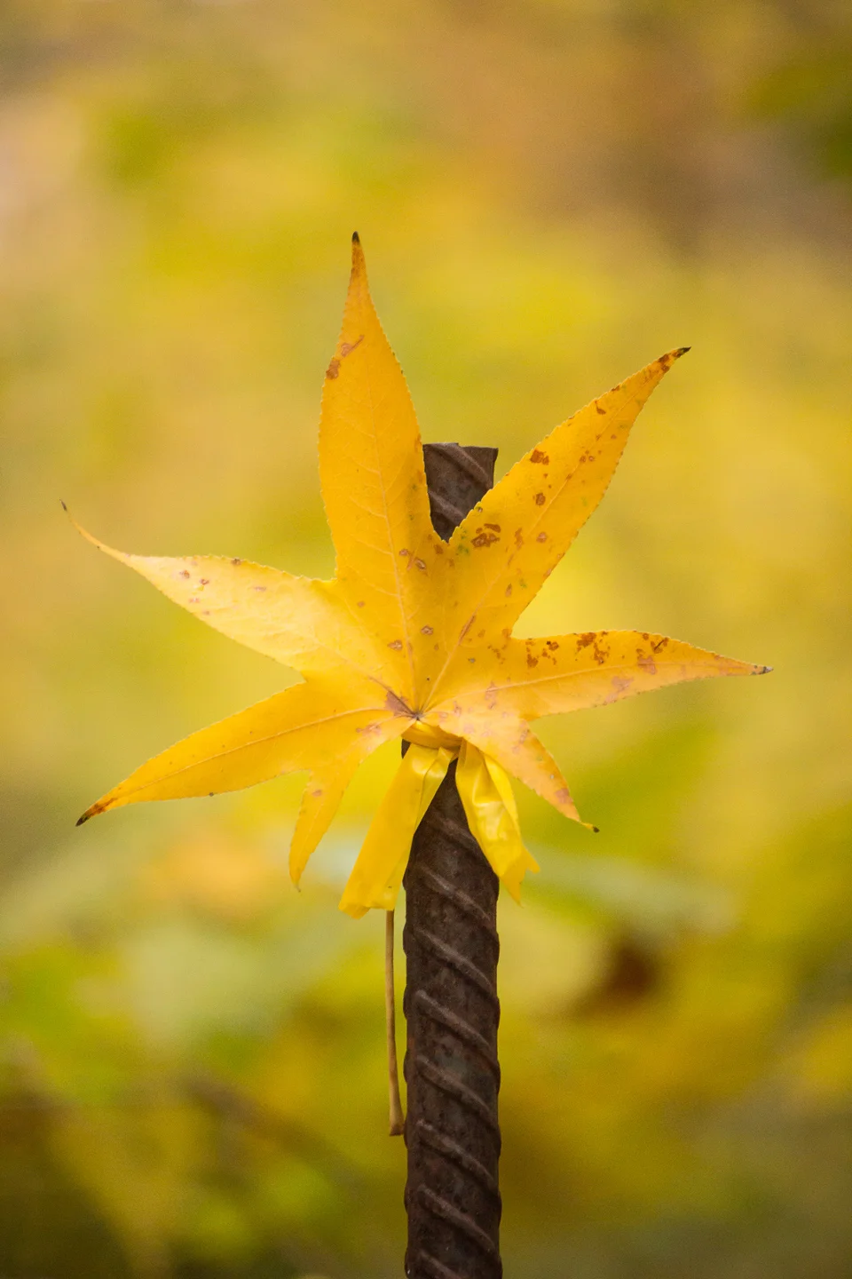 autumn_03_s.jpg