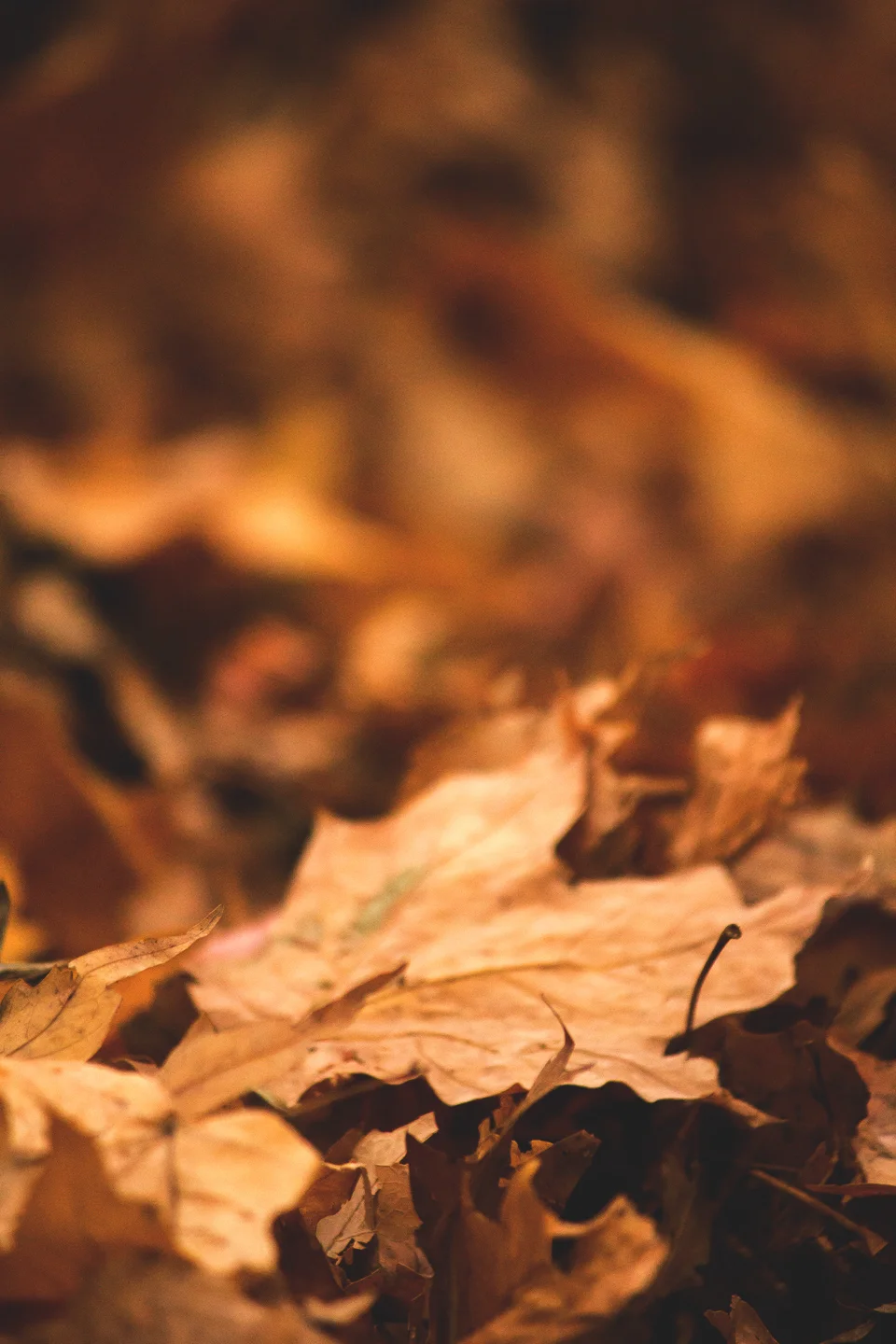 autumn_01_s.jpg