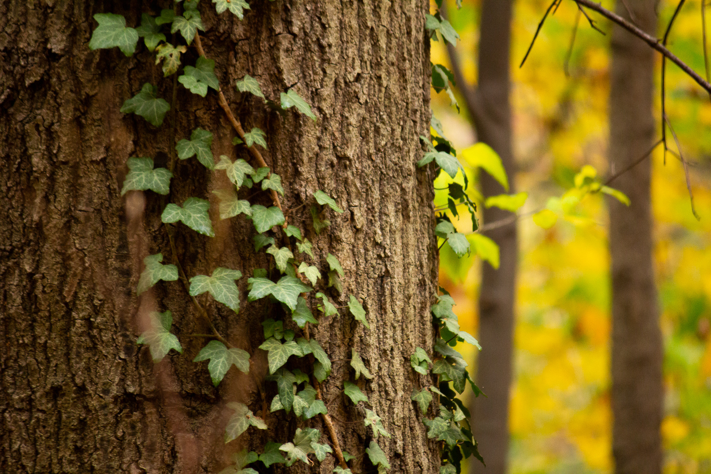 autumn_05_s.jpg