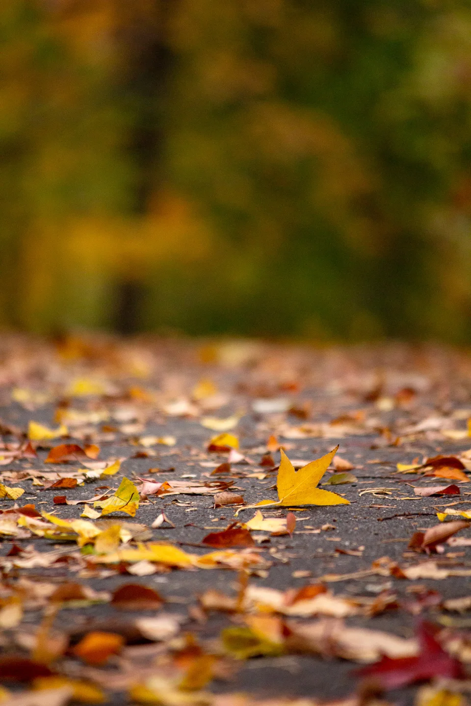 autumn_06_s.jpg