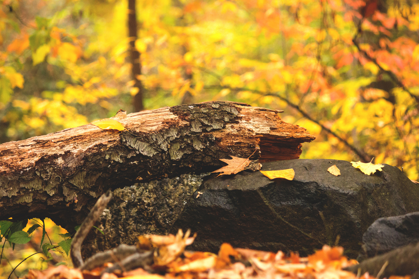 autumn_04_s.jpg