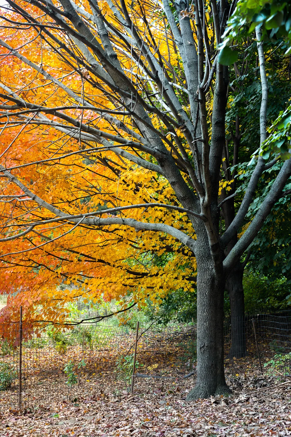 autumn_09_s.jpg