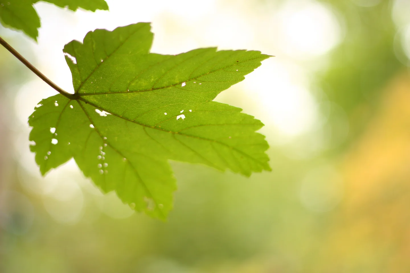 autumn_12_s.jpg