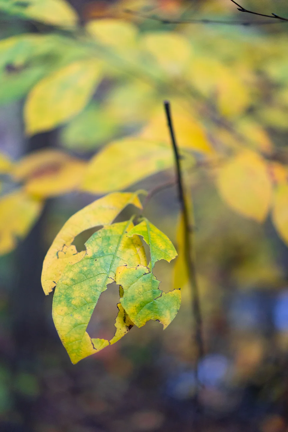 autumn_13_s.jpg
