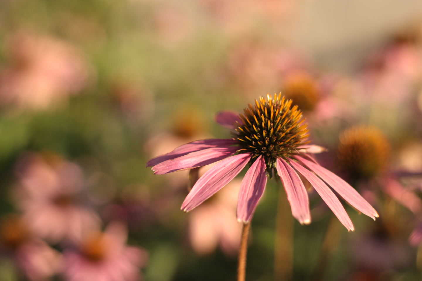 spring_02_s.jpg