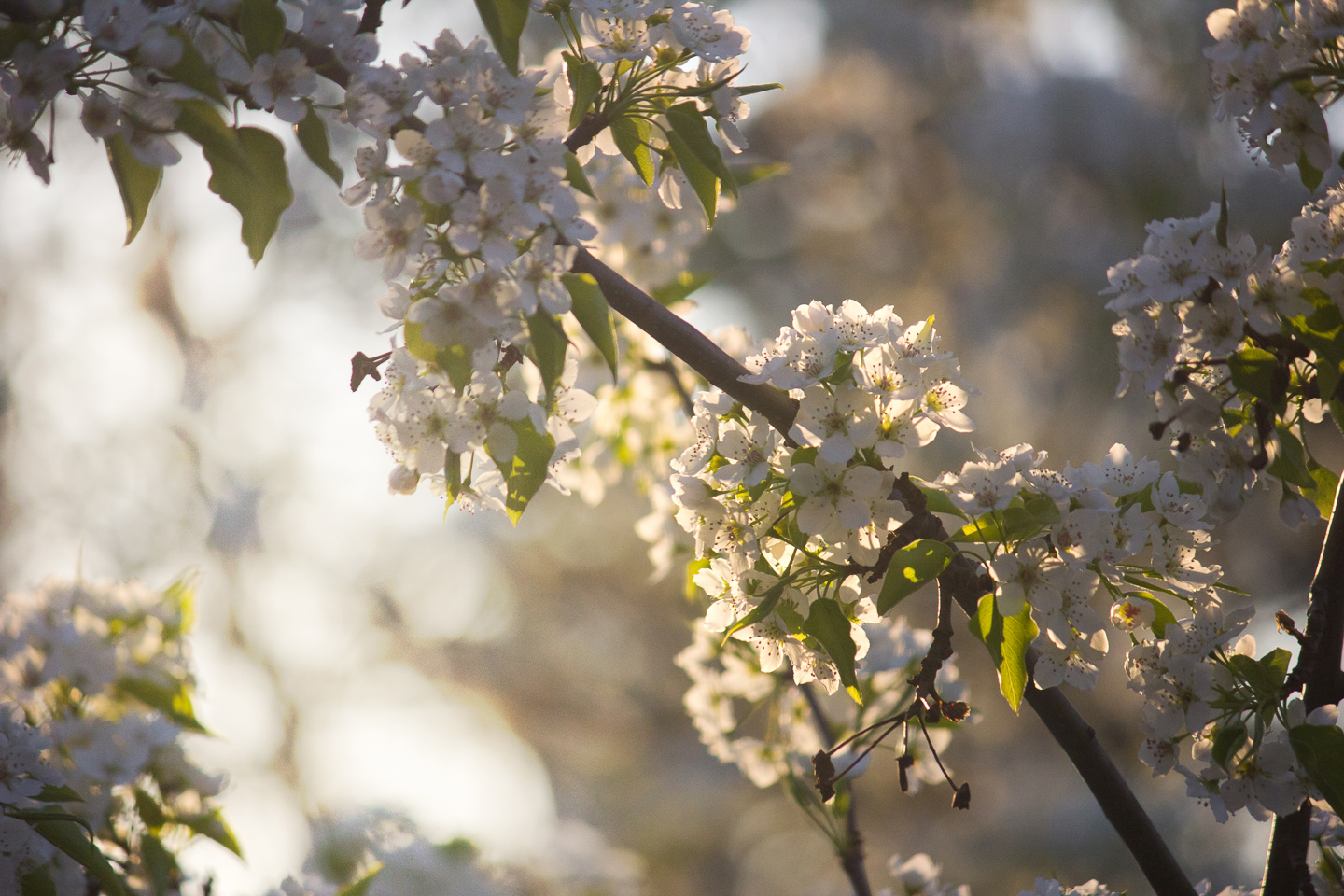 spring_03_s.jpg