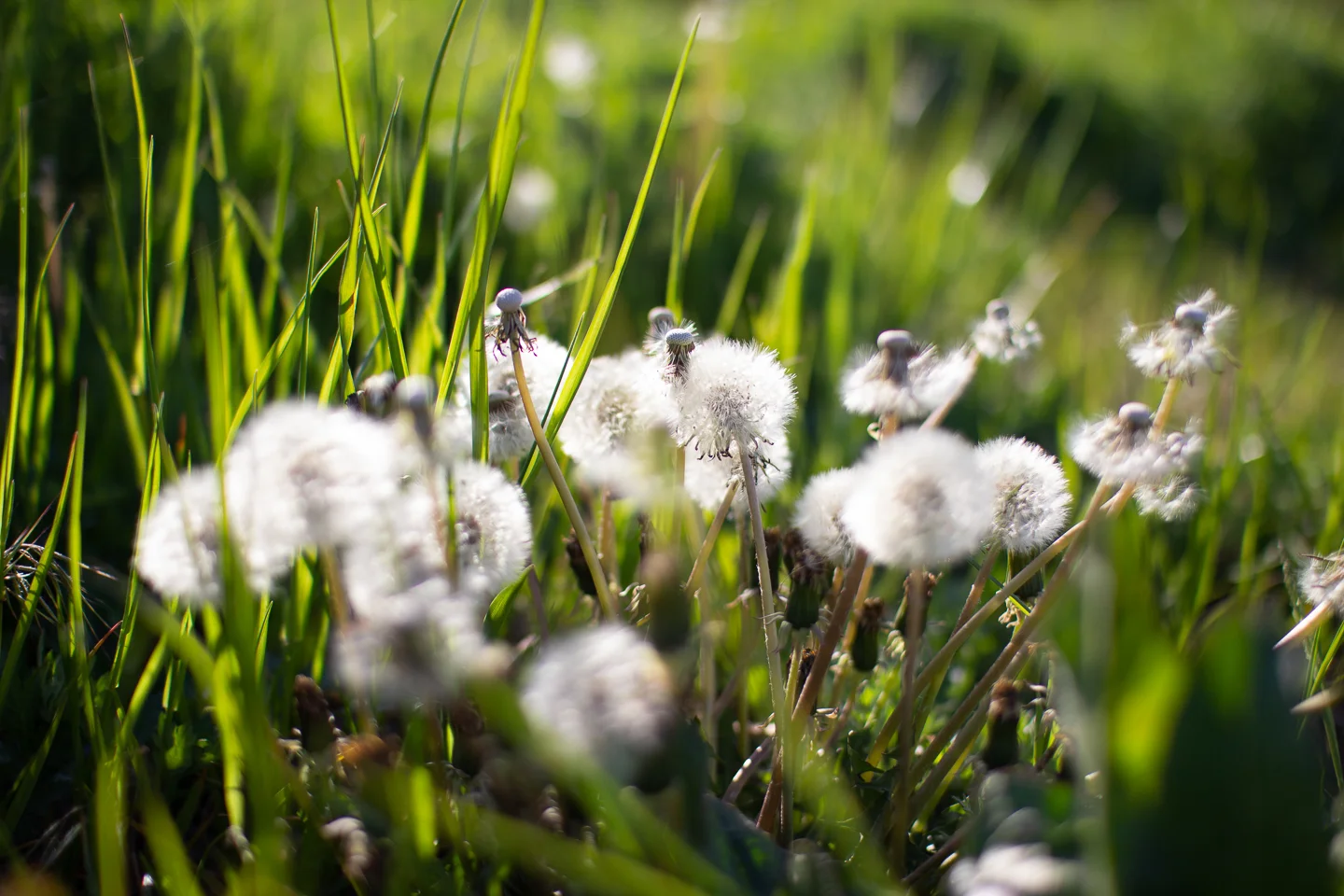 spring_04_s.jpg