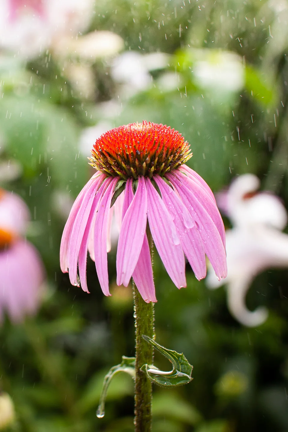spring_05_s.jpg