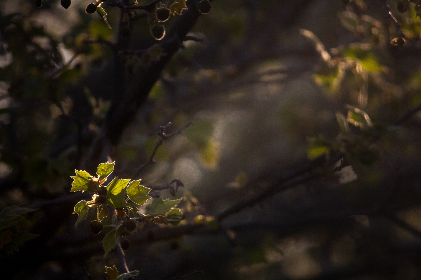 spring_08_s.jpg