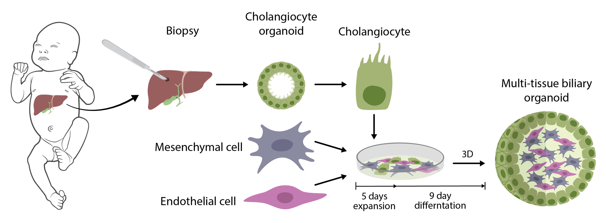 MultiTissueBiliaryOrganoid_Bezerra.png