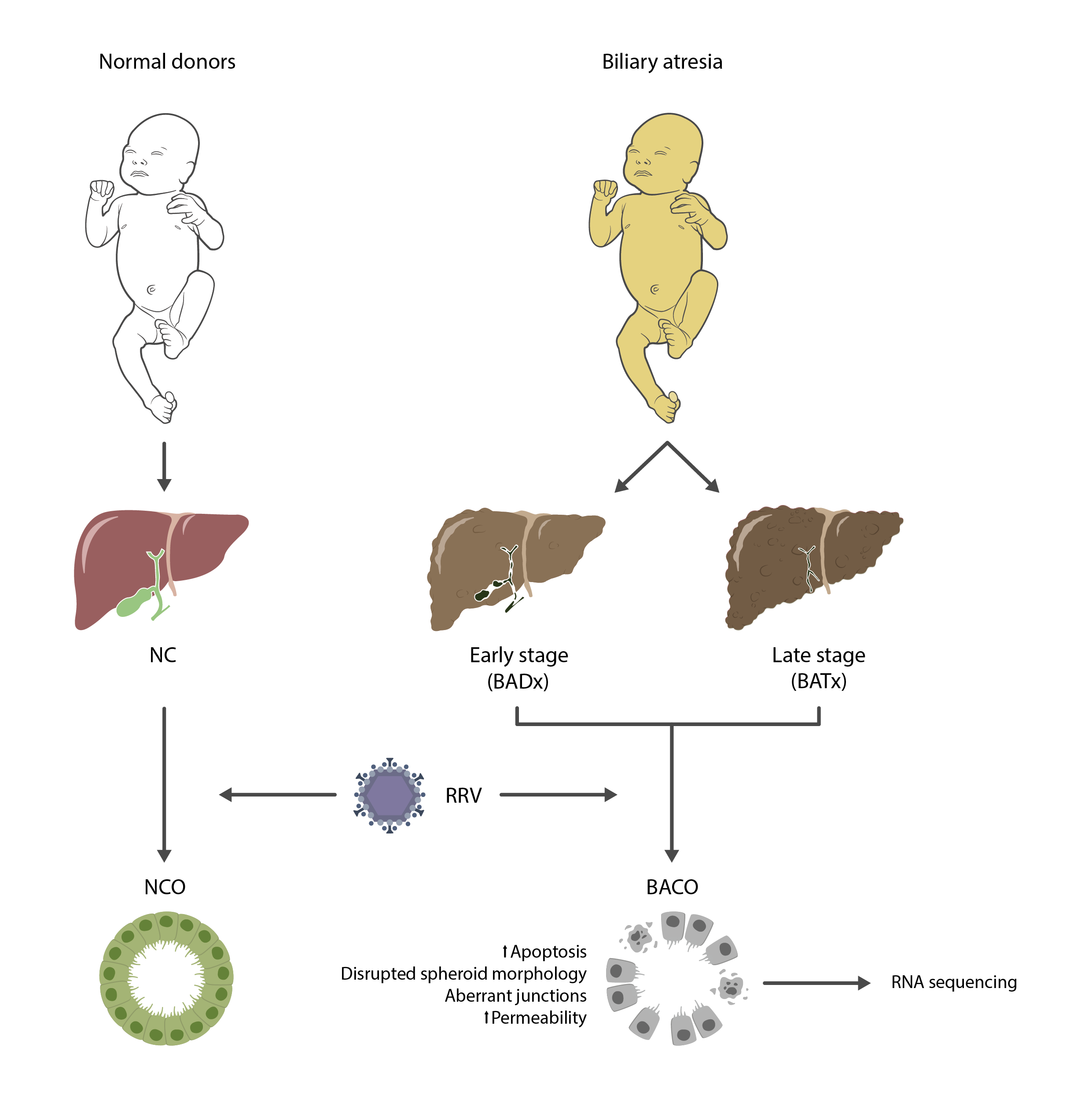 RNASequencing_Bezerra.png