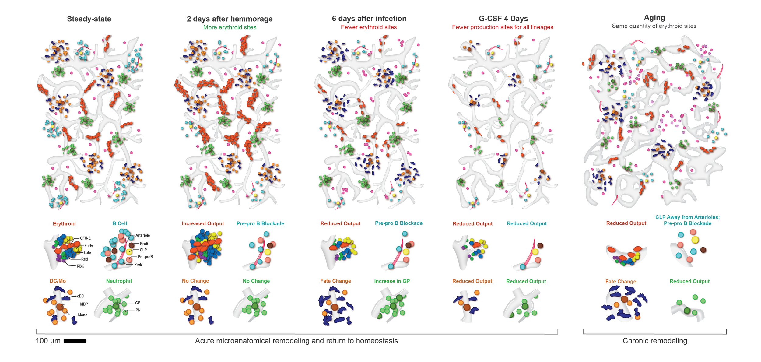 Resilient Anatomy and Local Plasticity of Naive and Stress Haematopoiesis