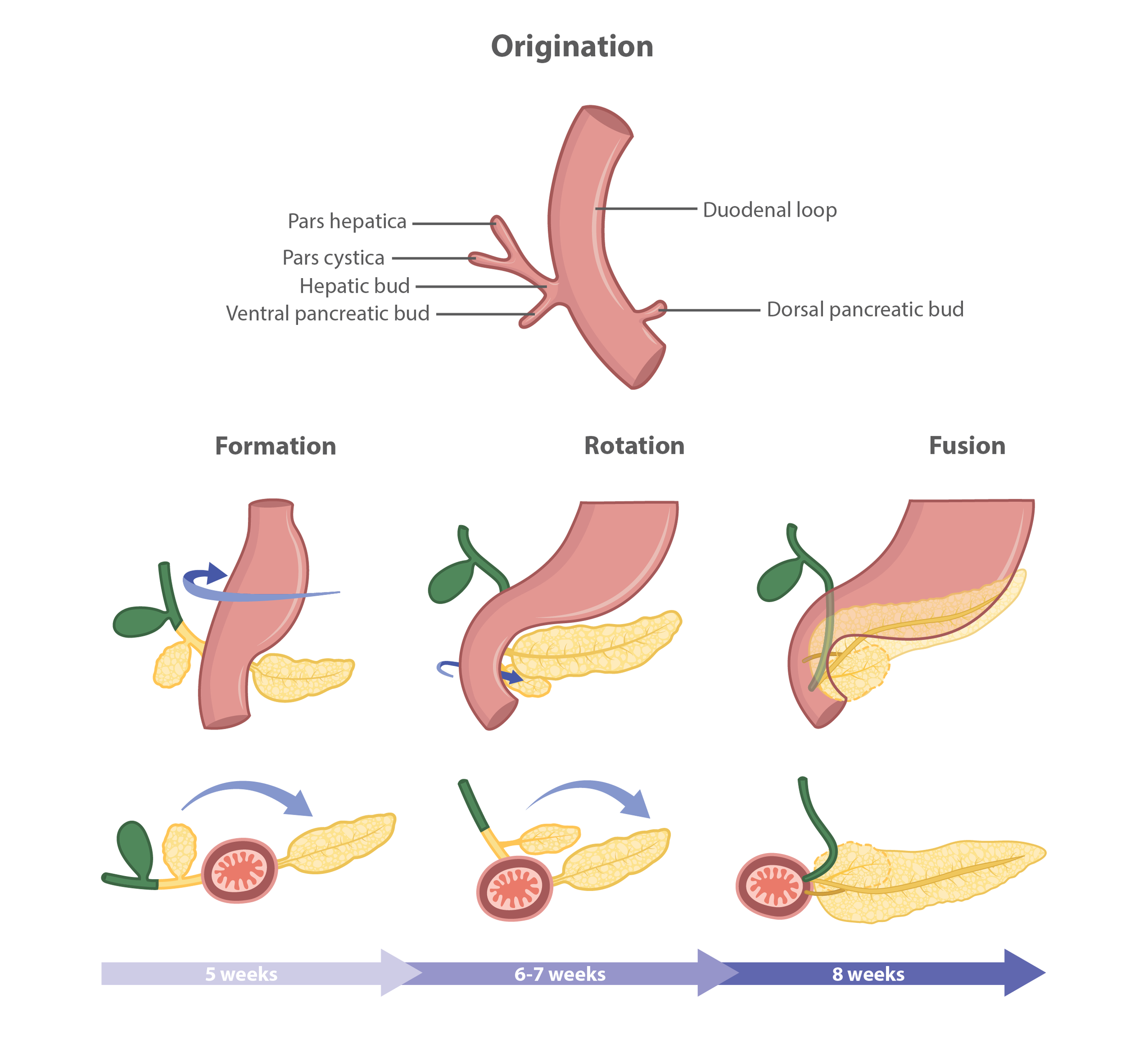 Pancreas_Development_Labels-01.png