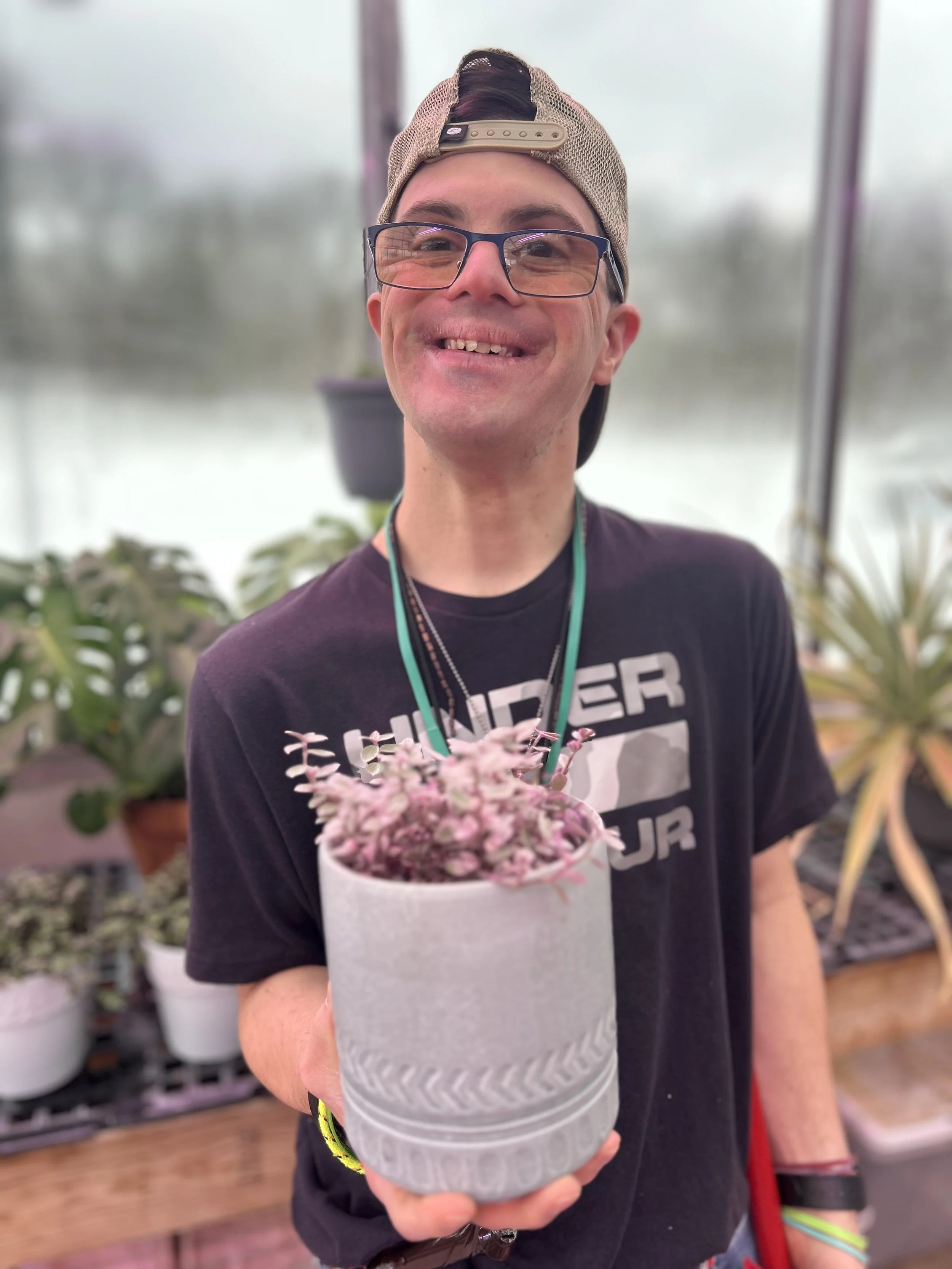 Variegated Turtle Vine