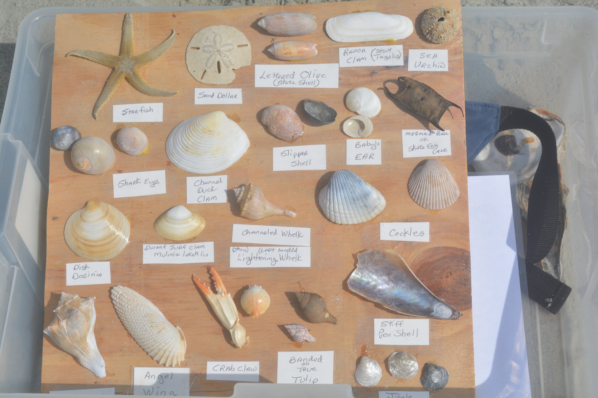 Shell Chart