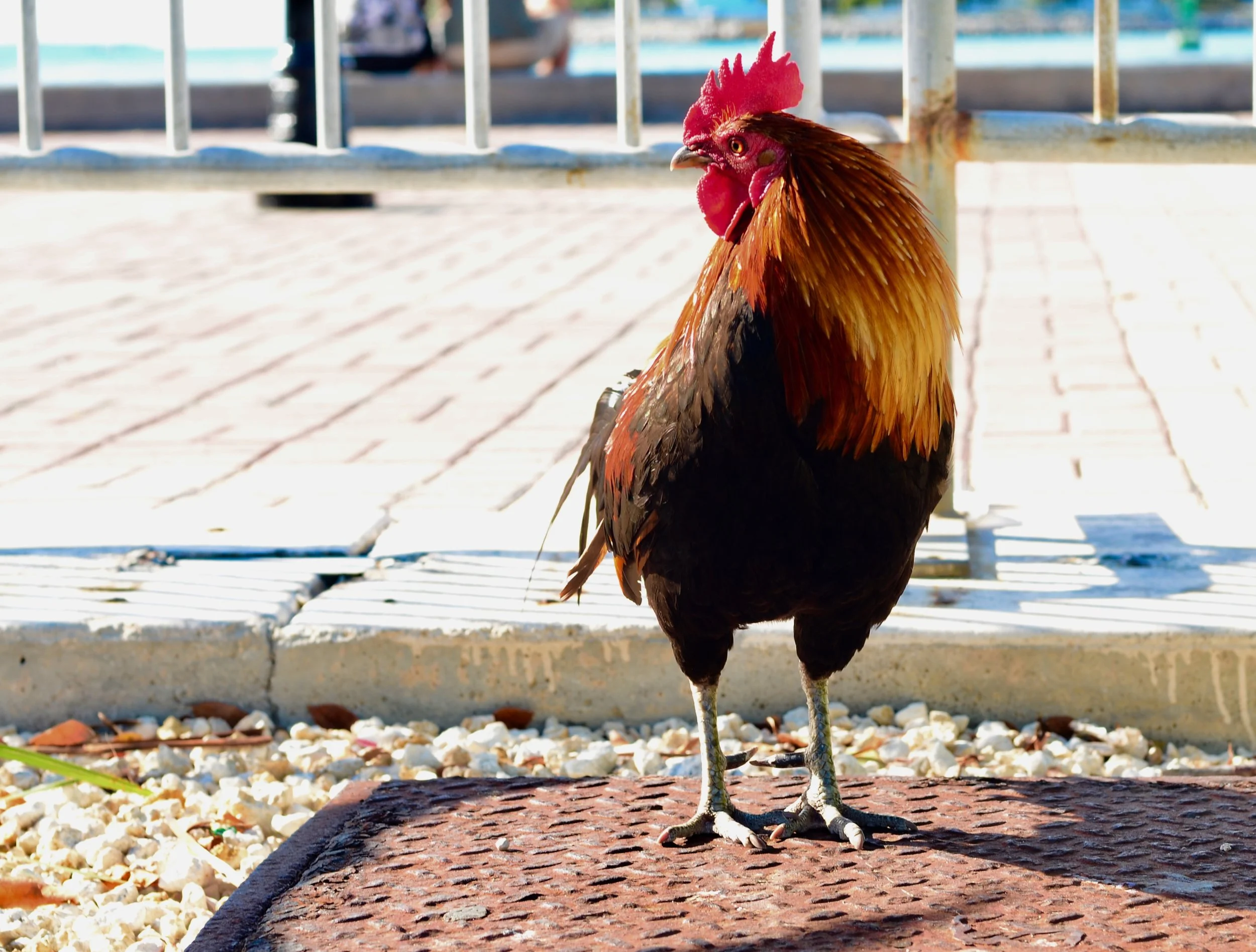 MEDIA CHALLENGE: Awakening