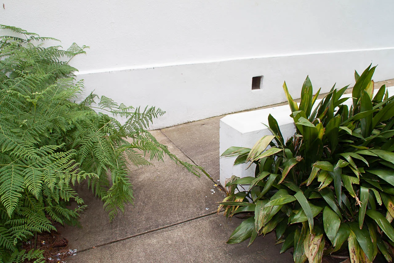 Tree LF.jpg