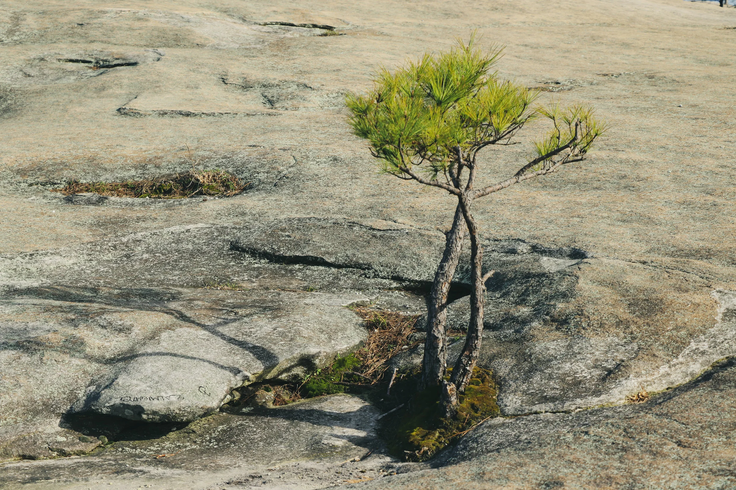 MEDIA CHALLENGE: Tree