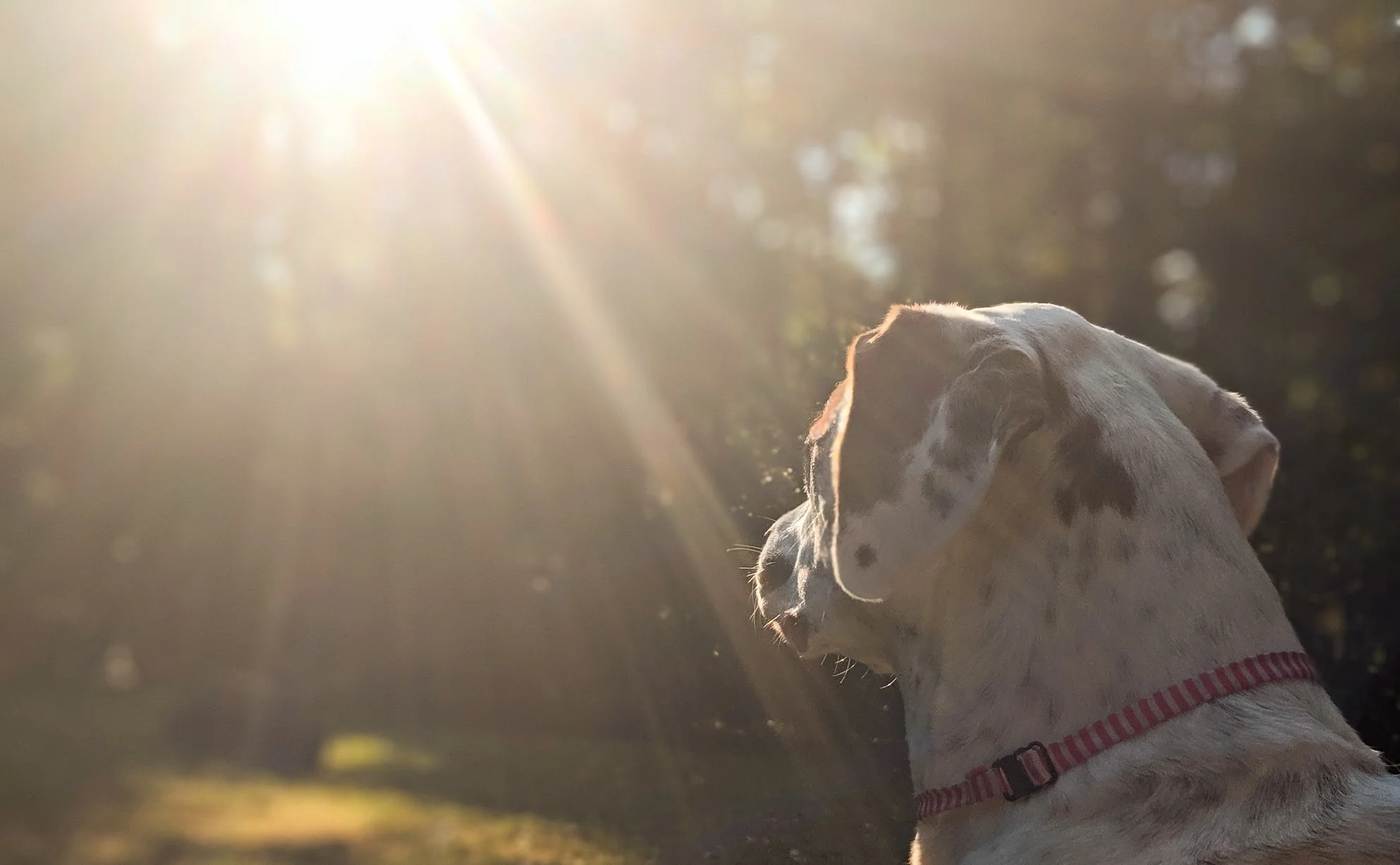 To the Underdogs… Who are the Real Heroes