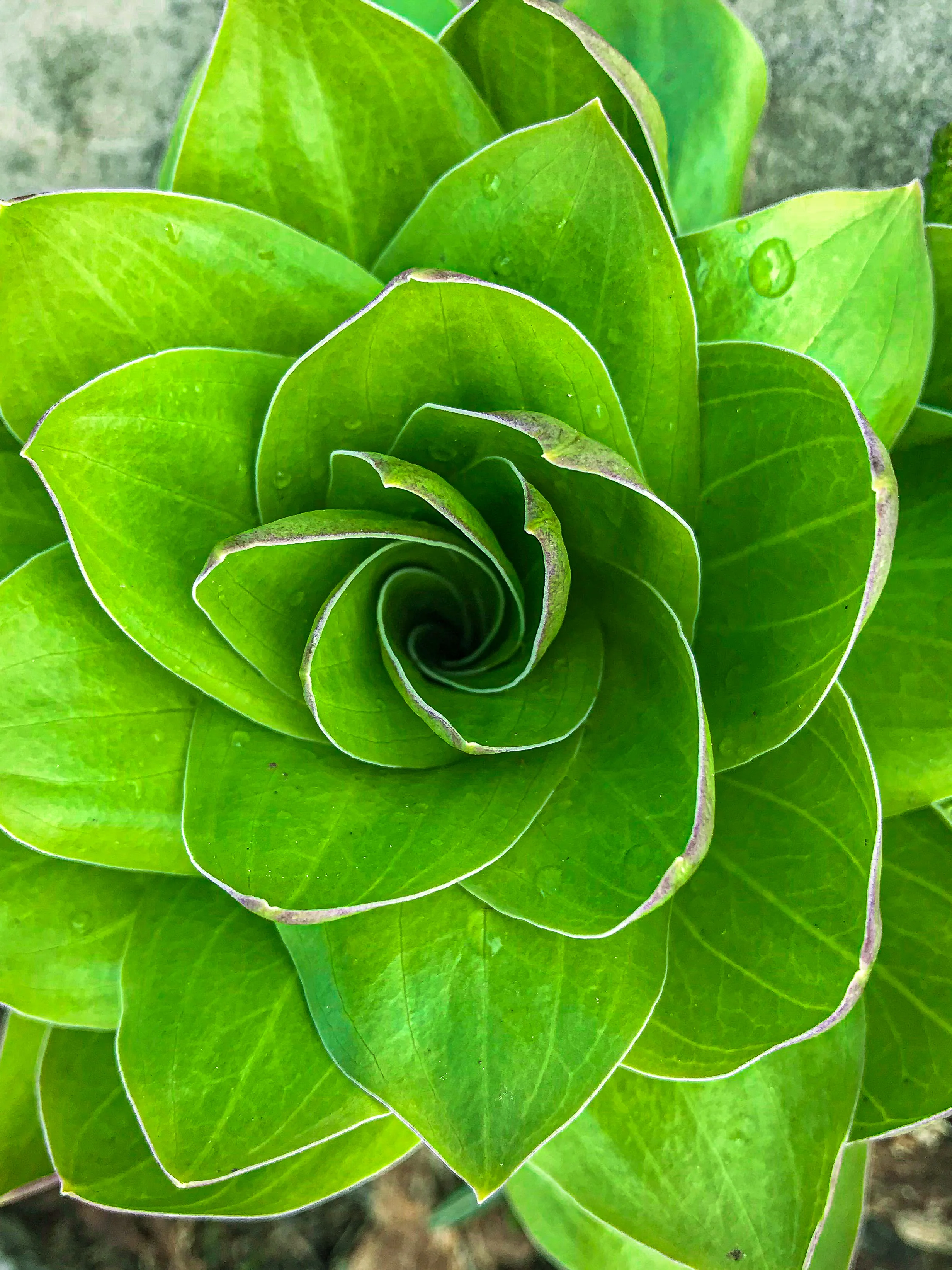 MEDIA CHALLENGE: Spiral