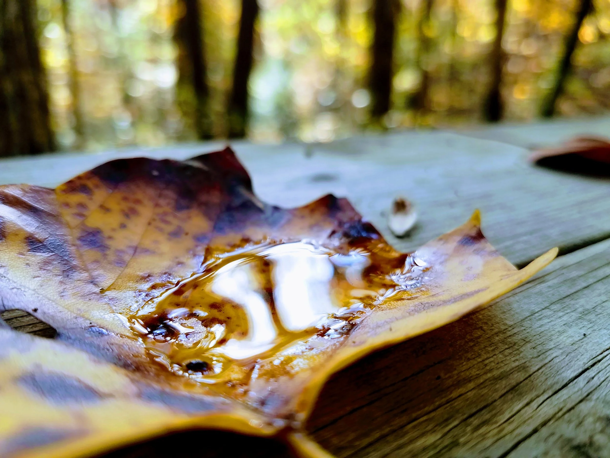 MEDIA CHALLENGE: Fall