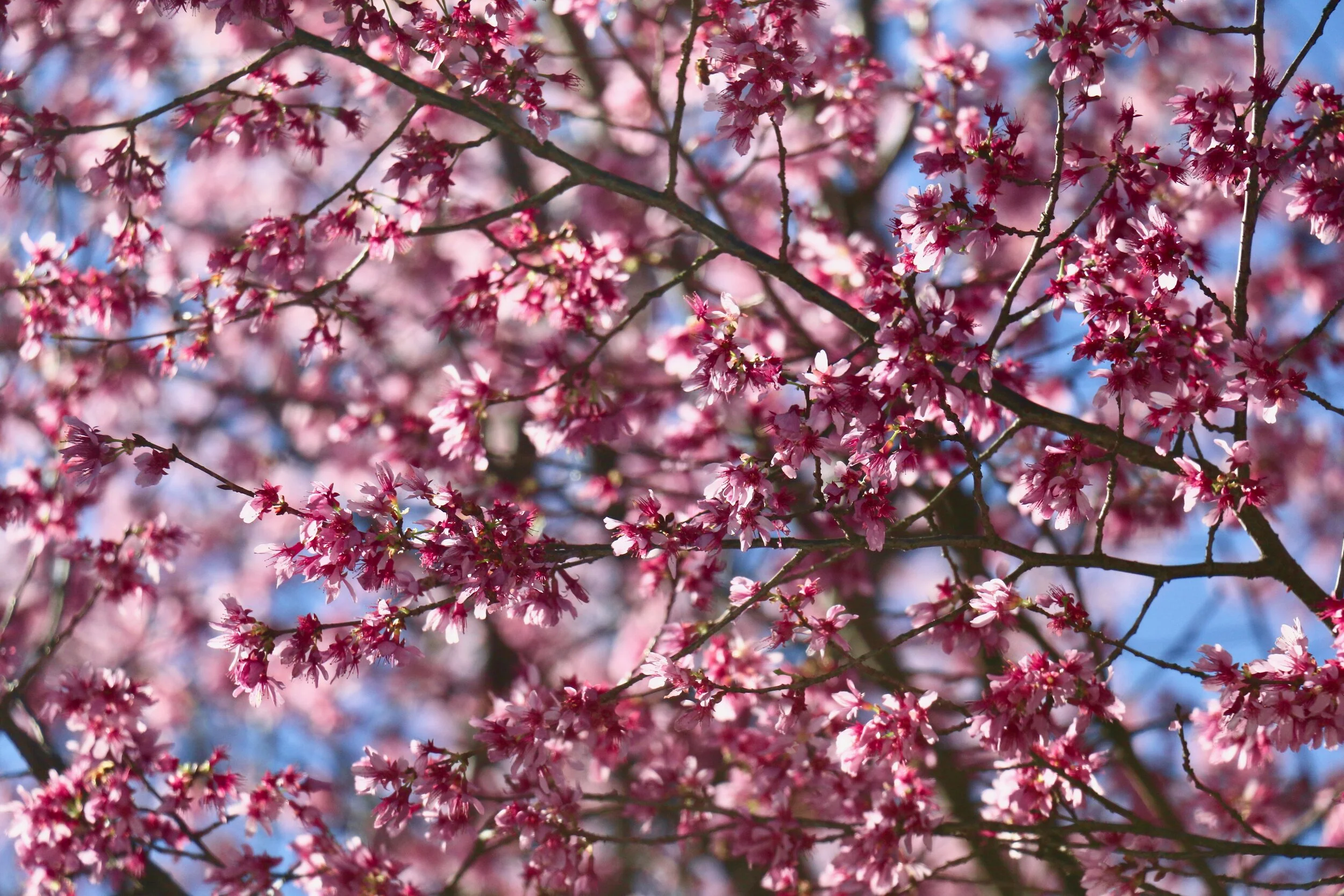 MEDIA CHALLENGE: Pink!