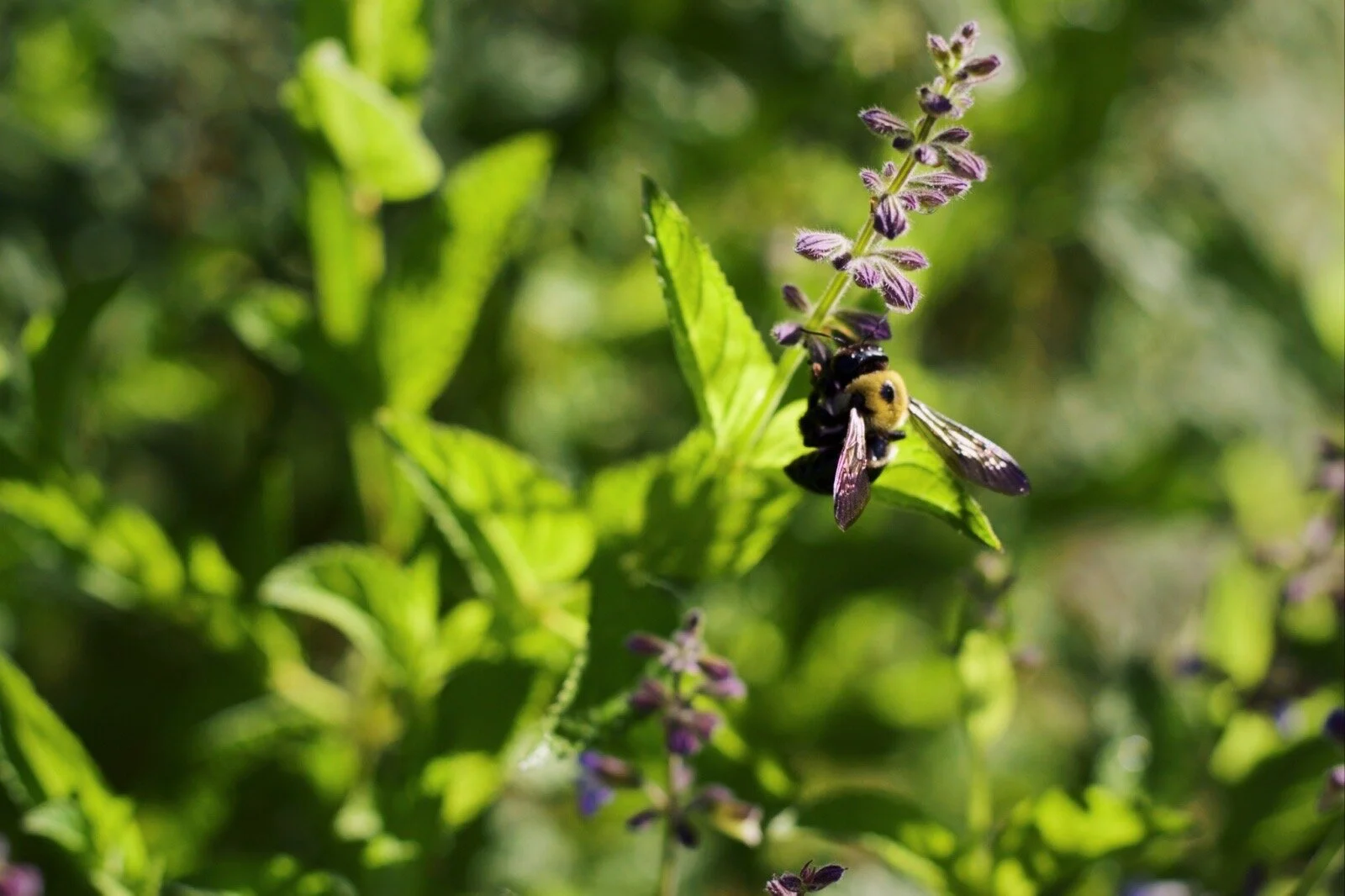 Haiku for the Spring 