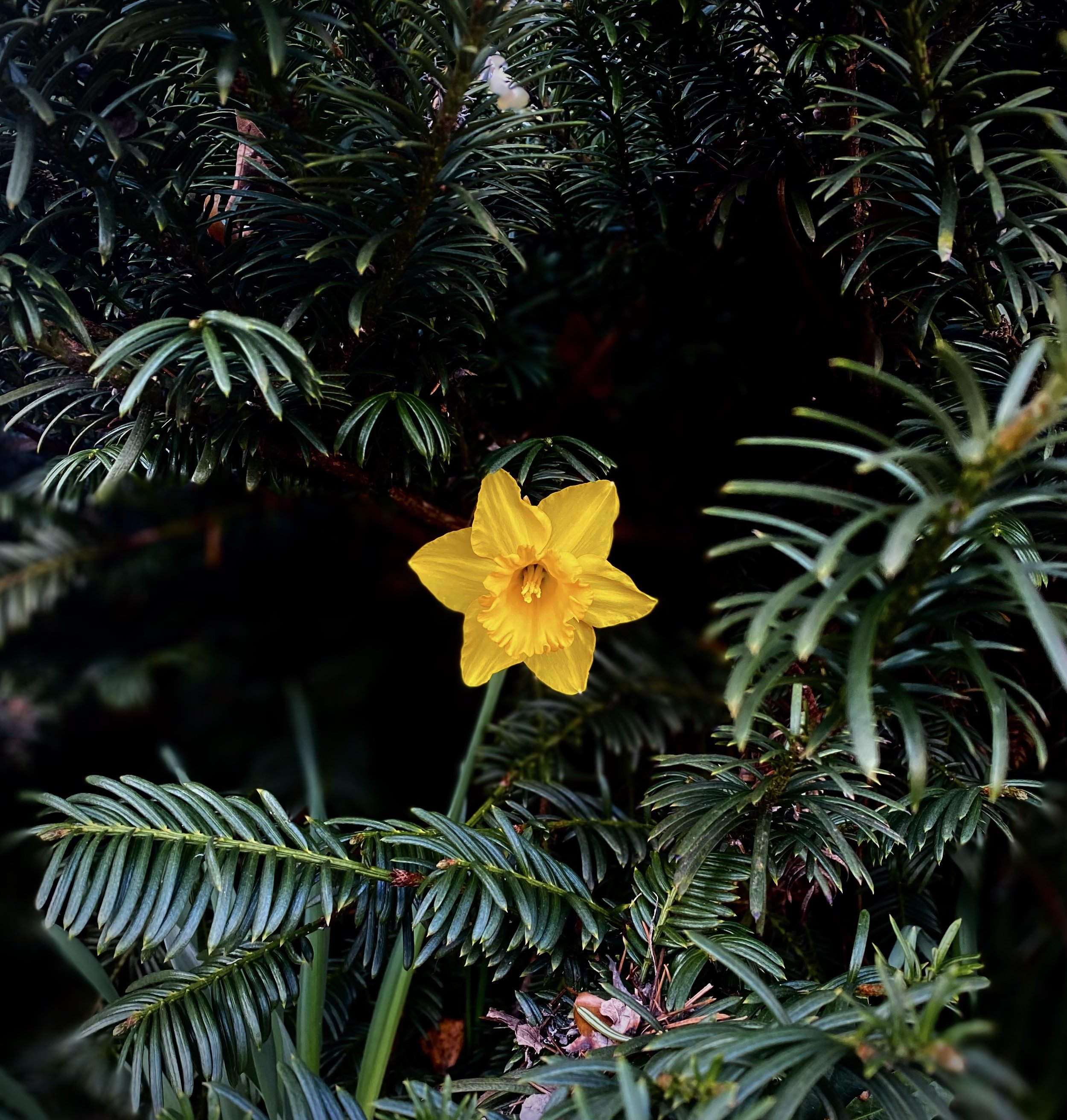 FLIPPED ISSUE: Navya 