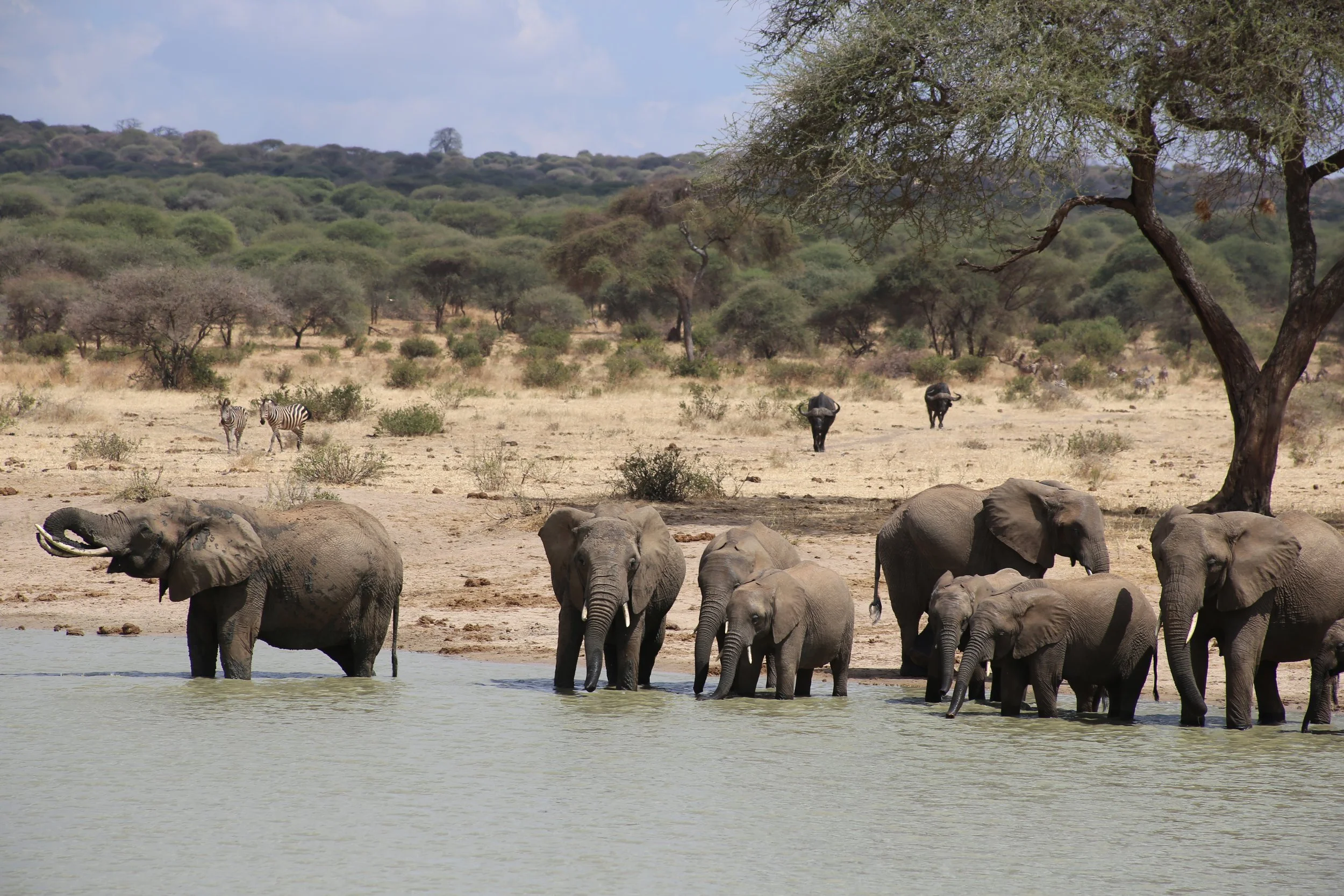 MEDIA CHALLENGE: Favorites 