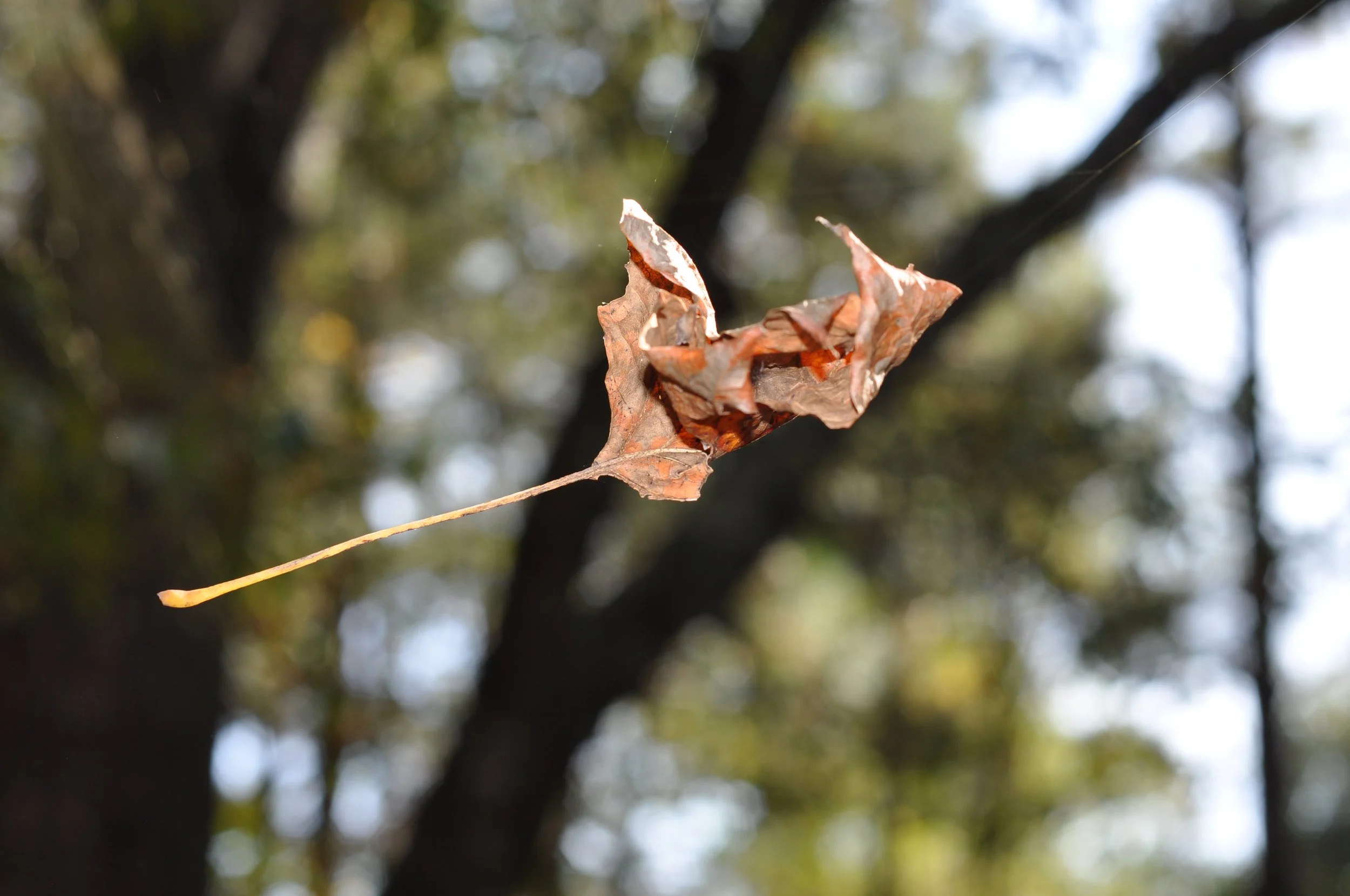 November Stroll Before the Autumn Rain