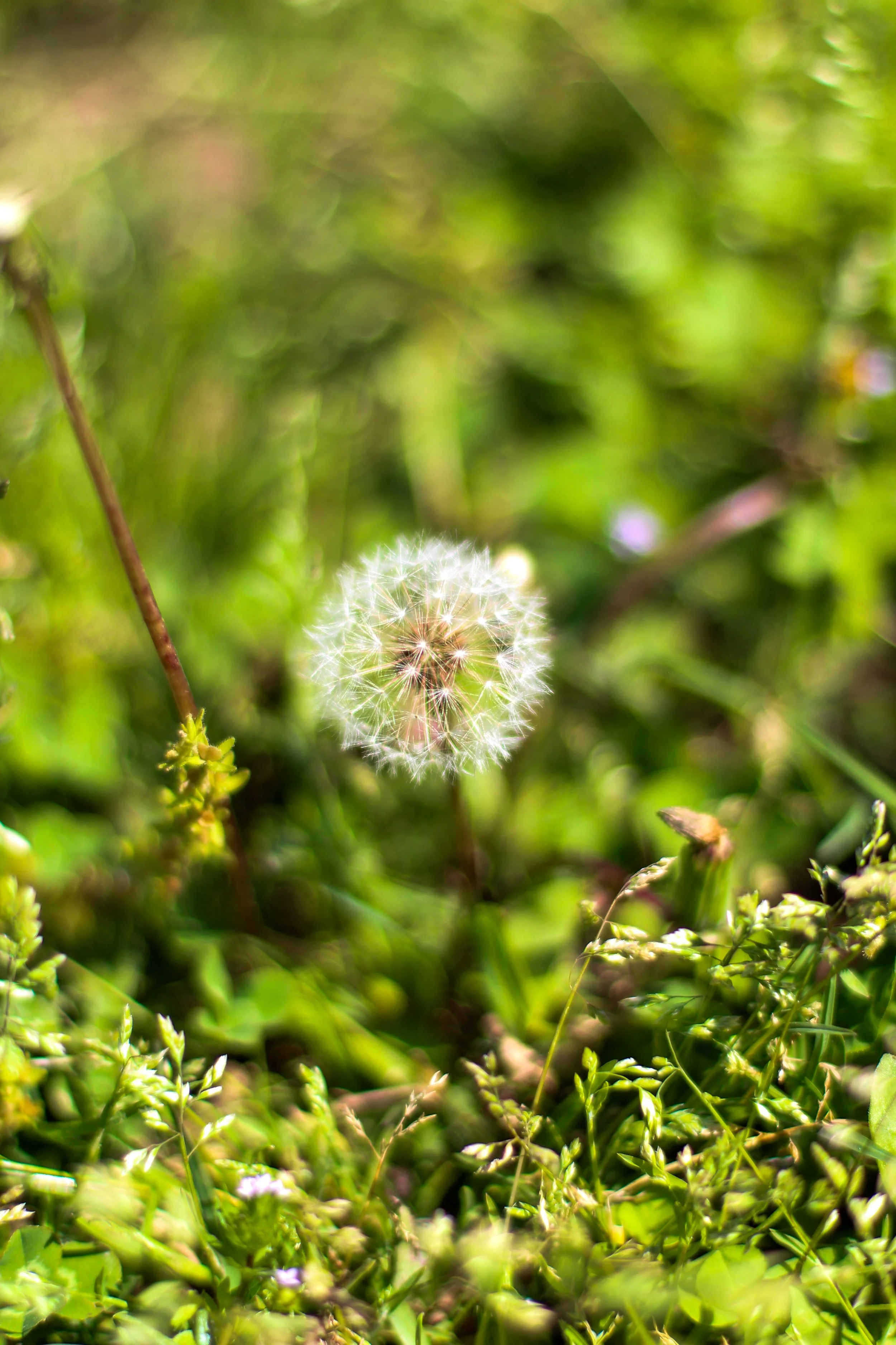 SENIOR ISSUE: Dandelions