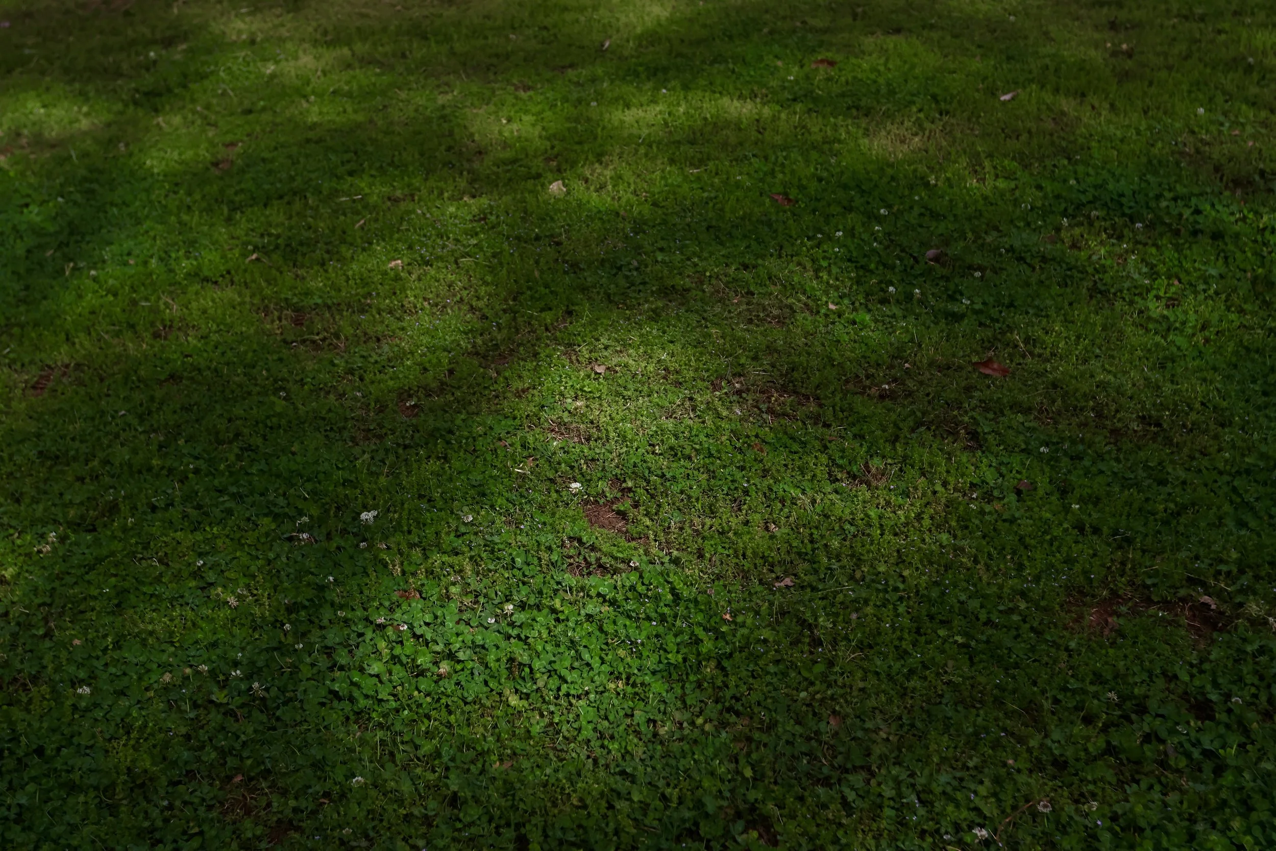 SENIOR ISSUE: Always Green 