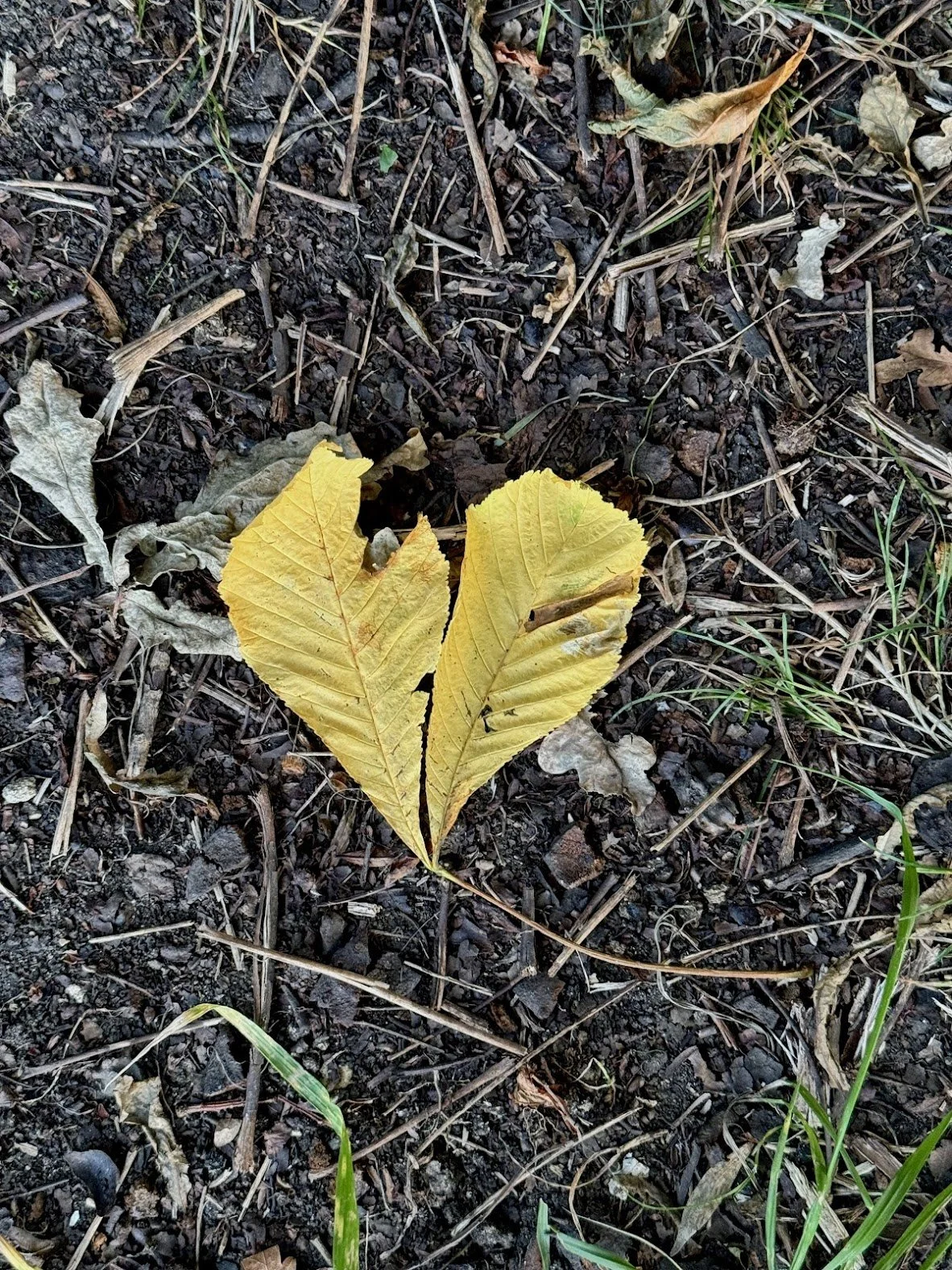 Falling Leaves, Passing Time