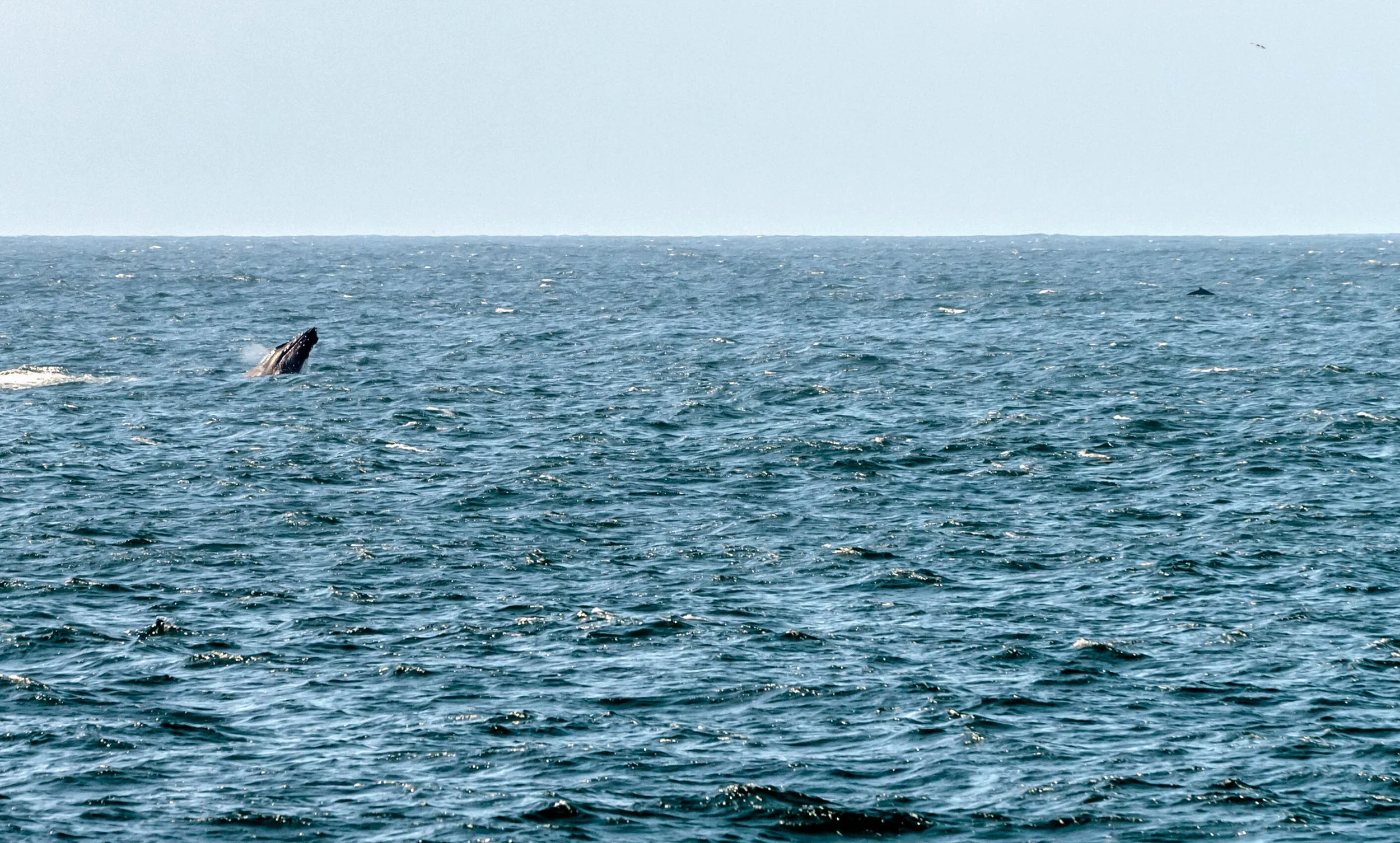 Should We Use AI to Communicate with Animals?