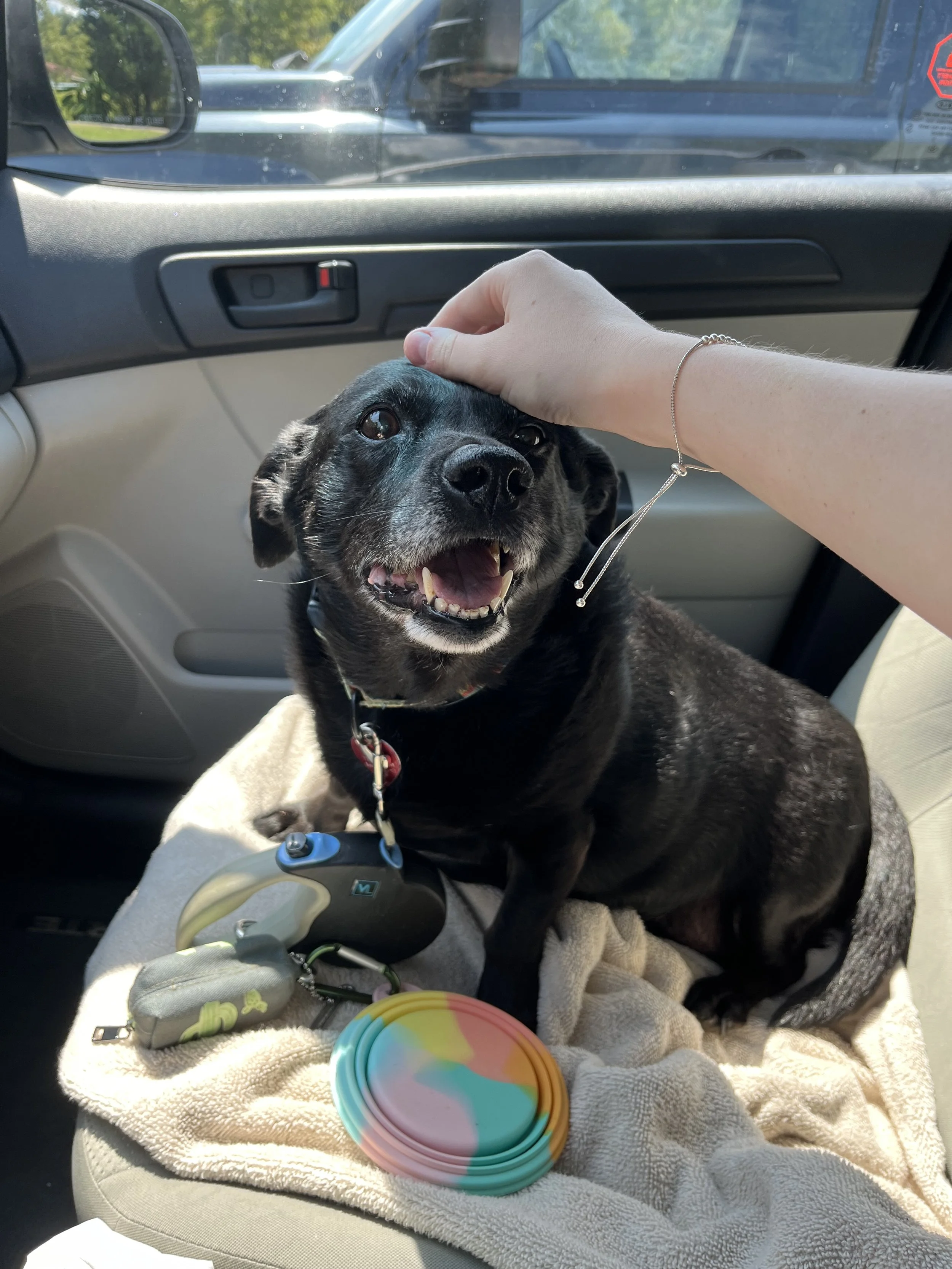 To my dog, Millie