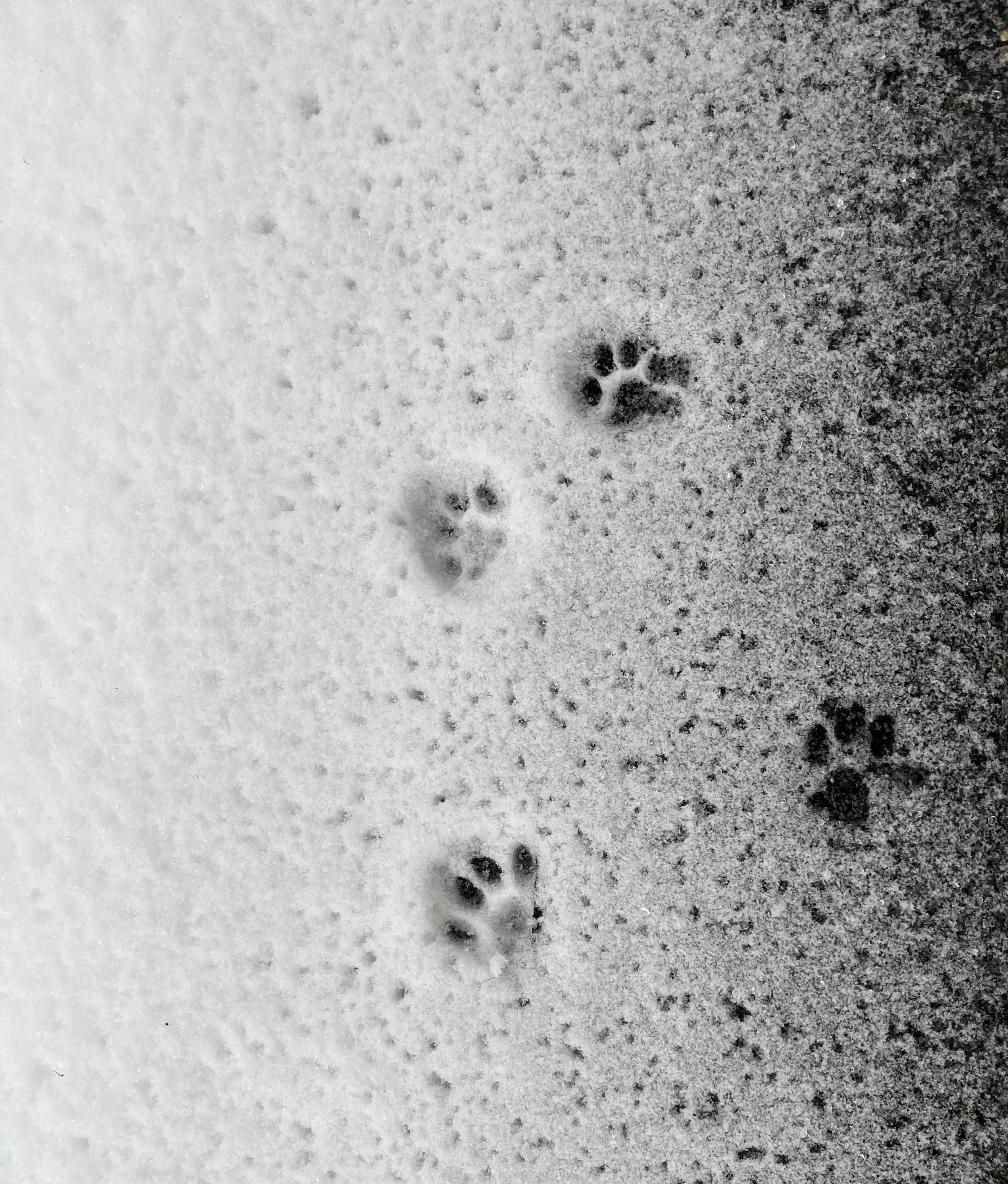 snow angel aphrodite