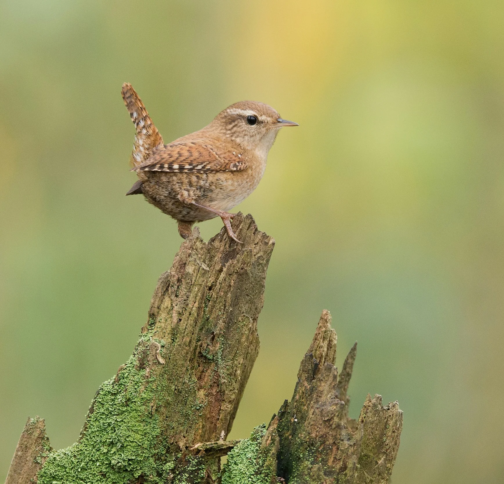 field notes from an amateur birdwatcher