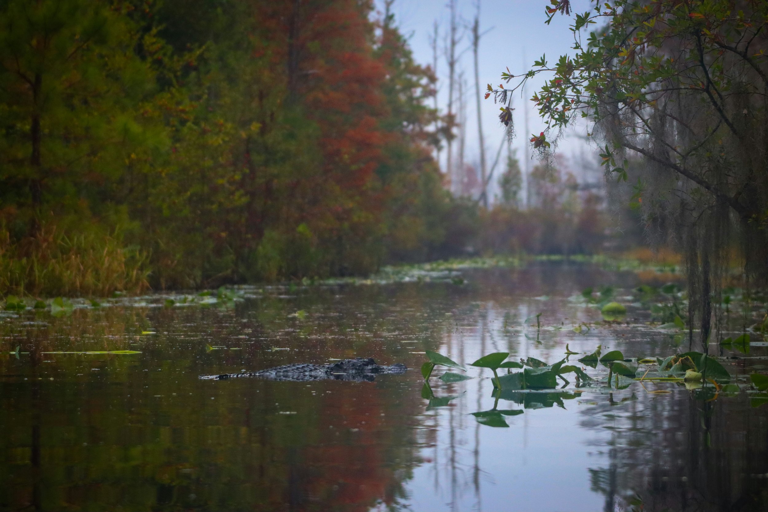 Expanding the Okefenokee Swamp: Yea or Nay?