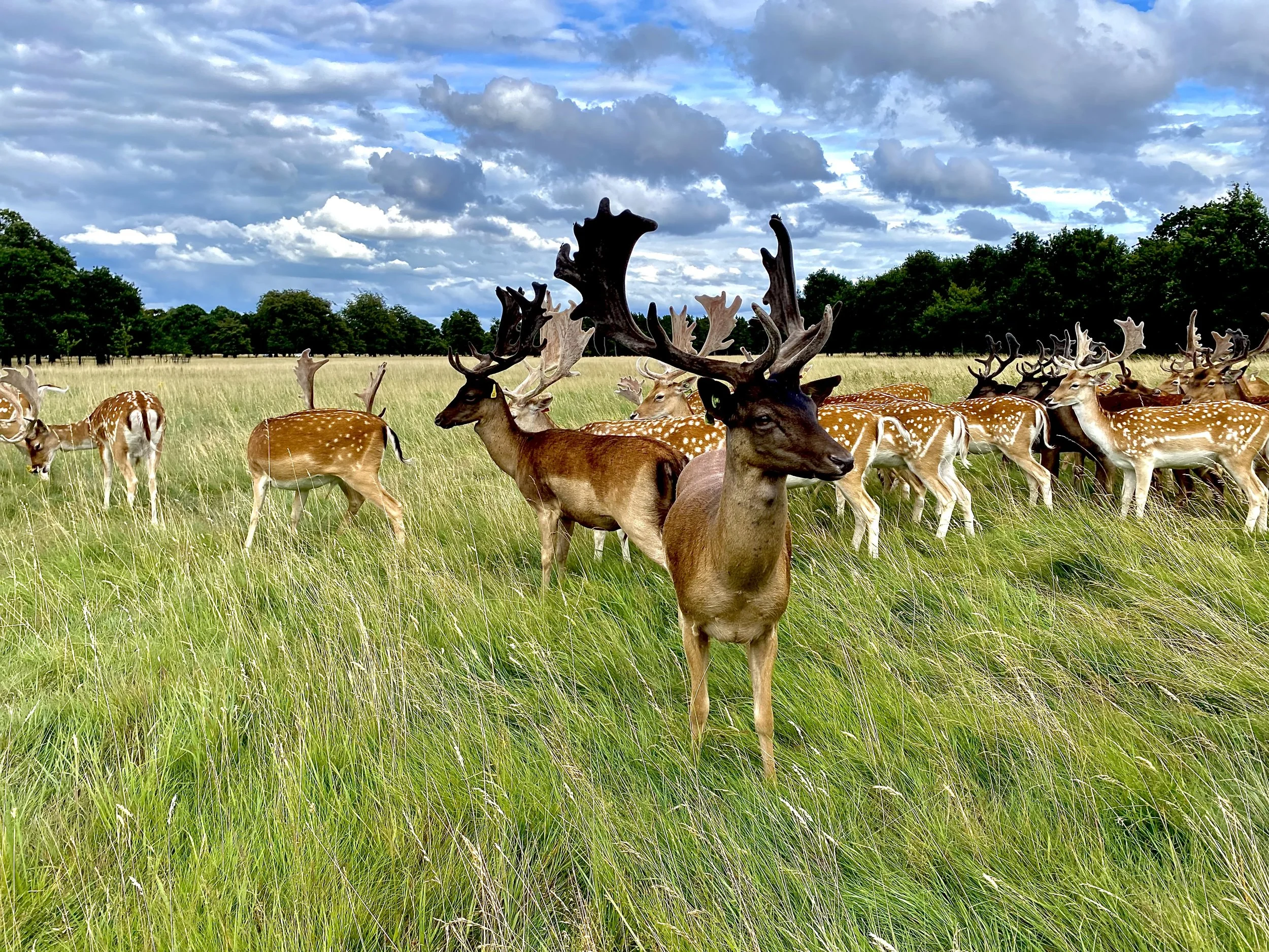 Pet Deer and Drink in Dublin