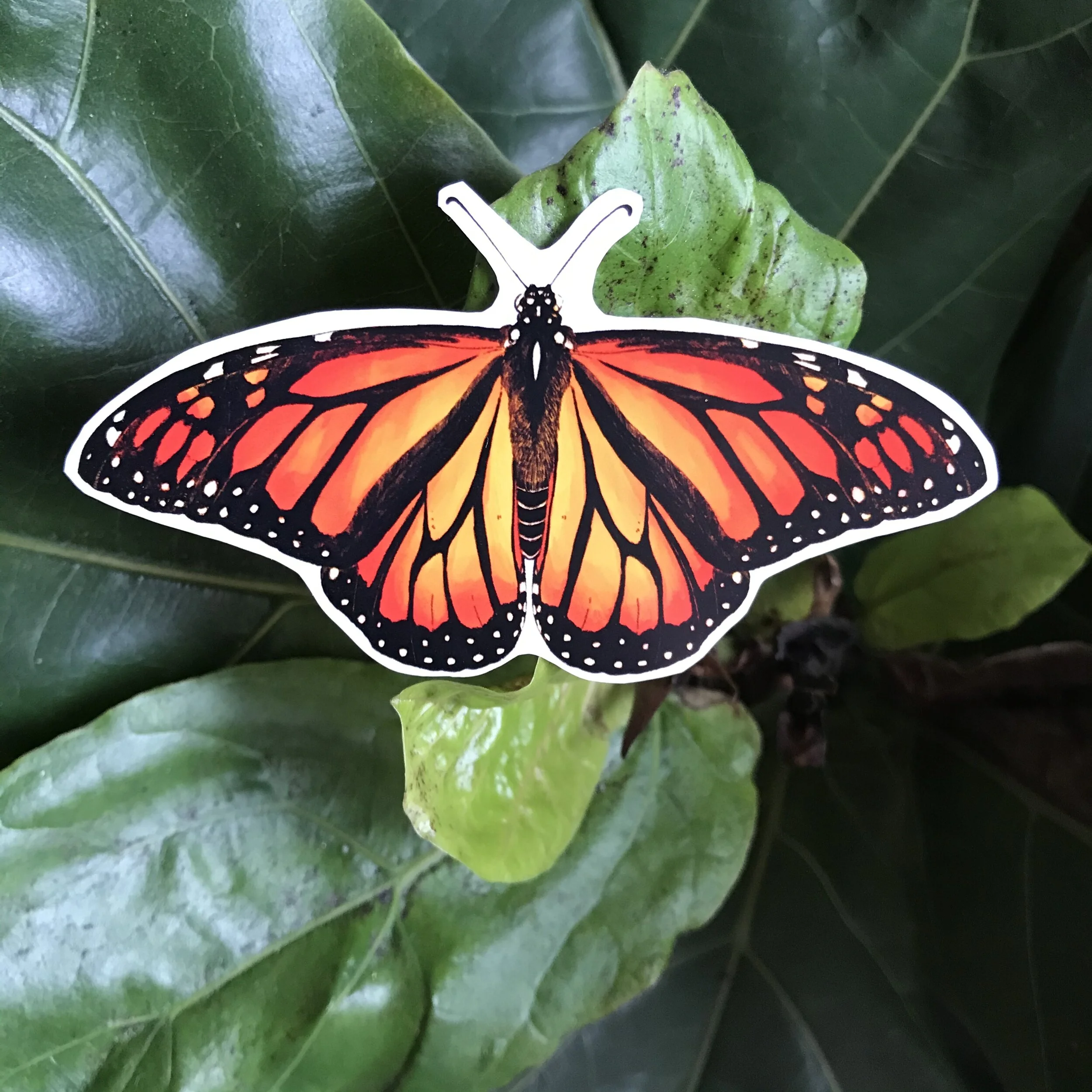 Photo Mar 23, 10 51 11 AM.jpg